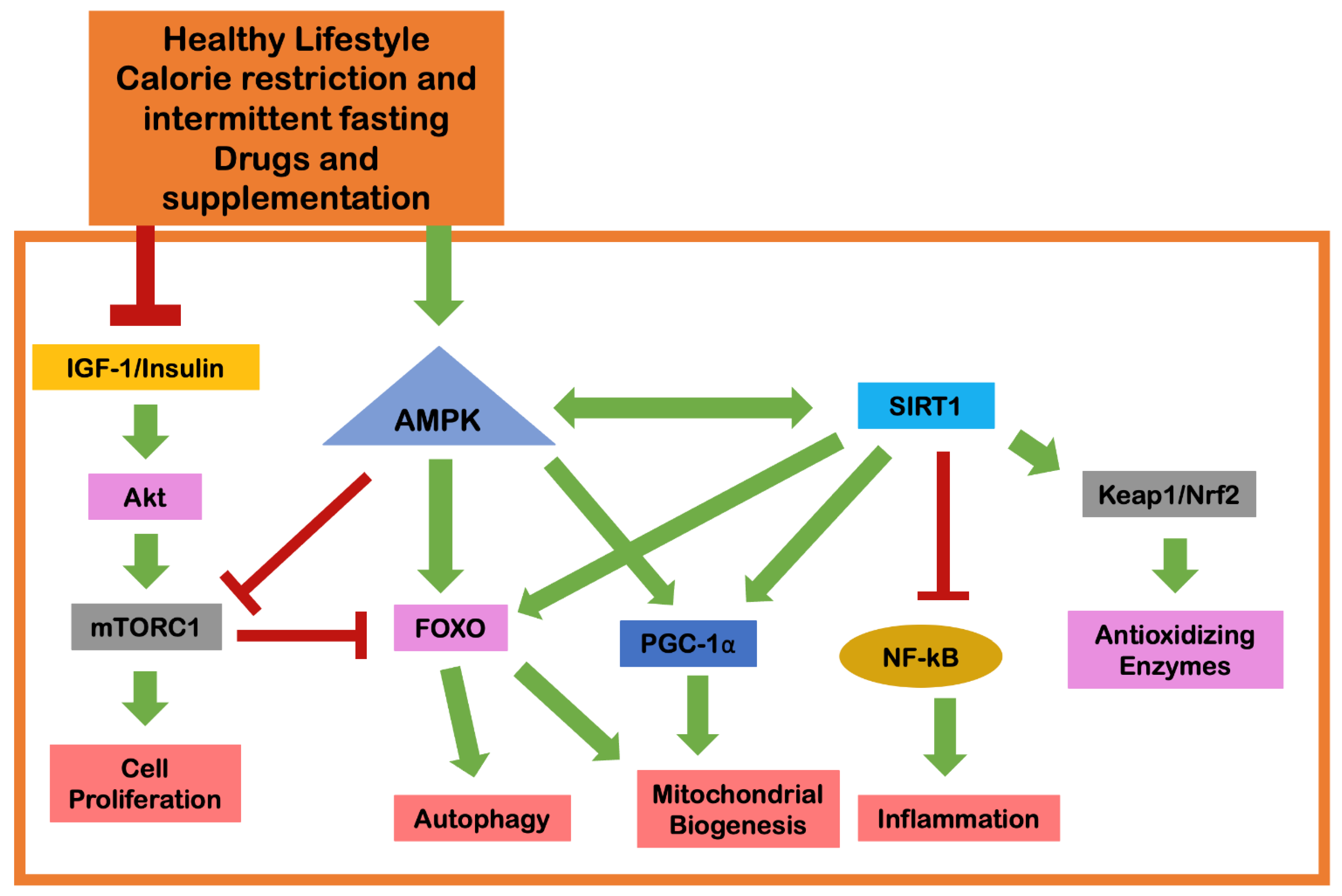 Ijms 23 09957 g002 Ijms 23 09957 g002