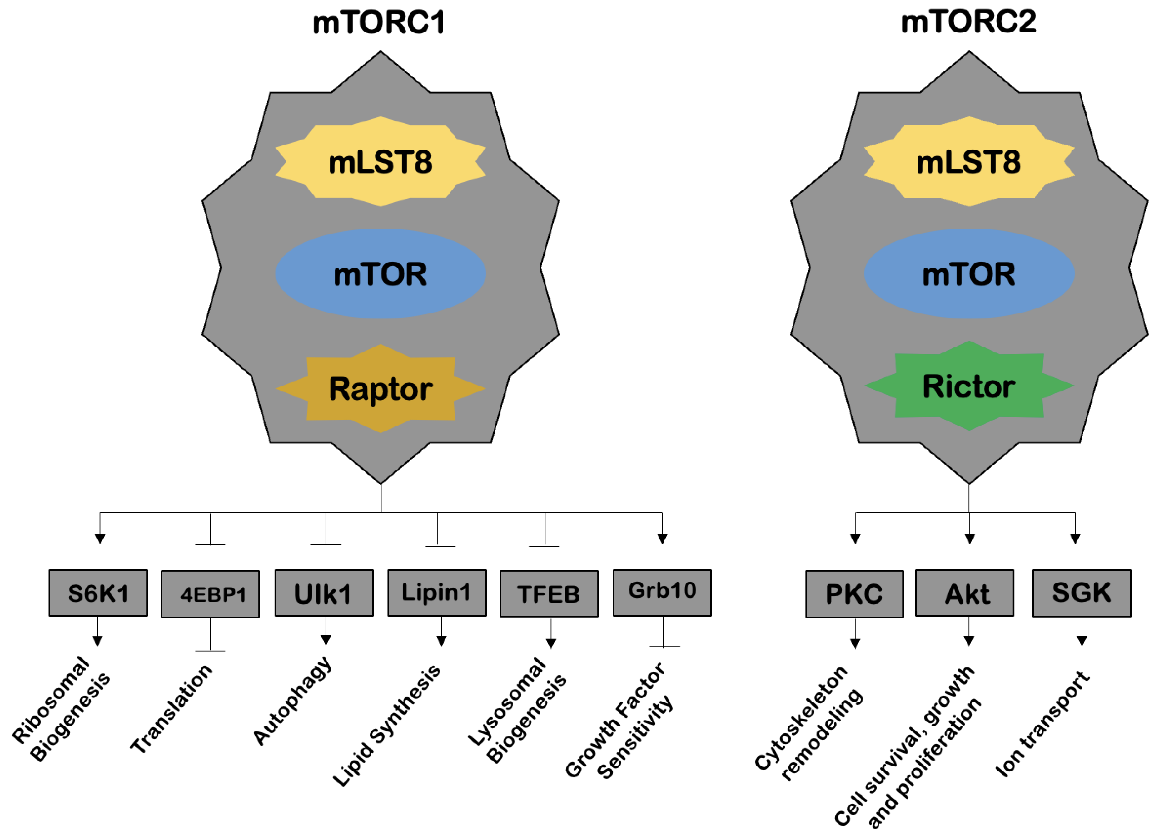 Ijms 23 09957 g003 Ijms 23 09957 g003