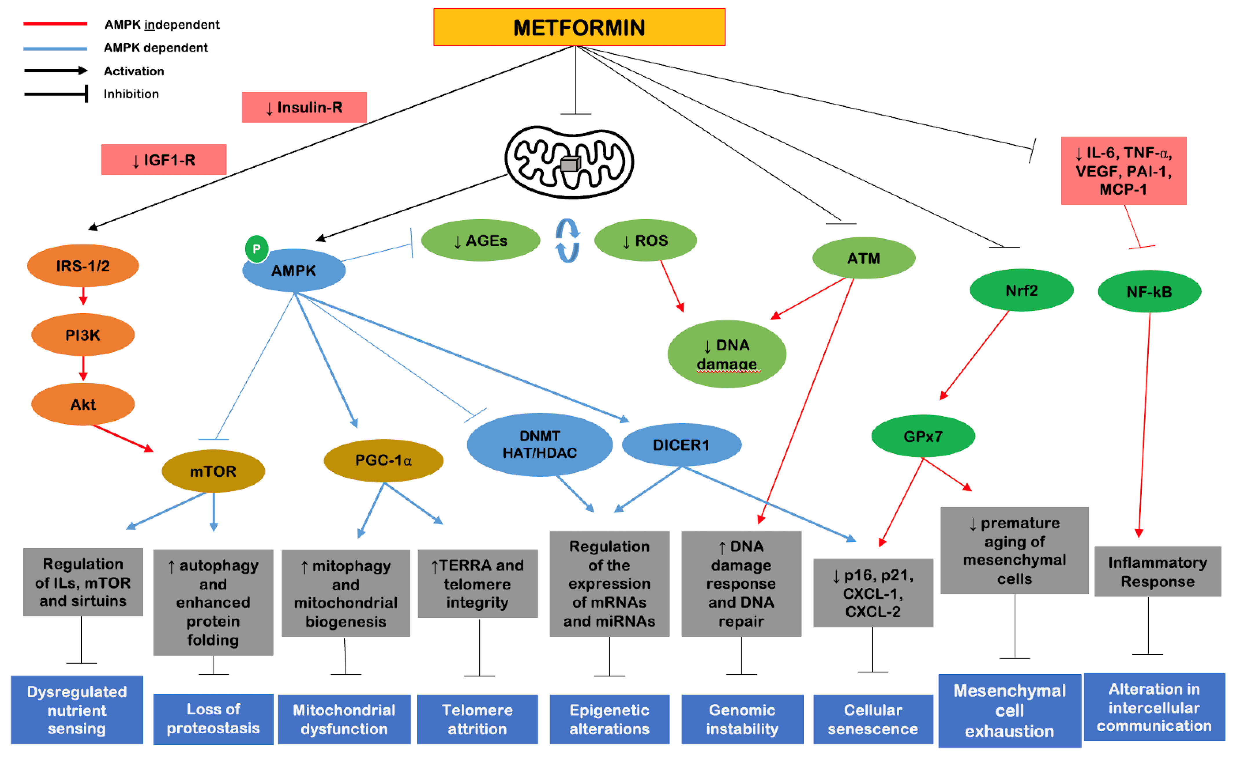 Ijms 23 09957 g004 Ijms 23 09957 g004