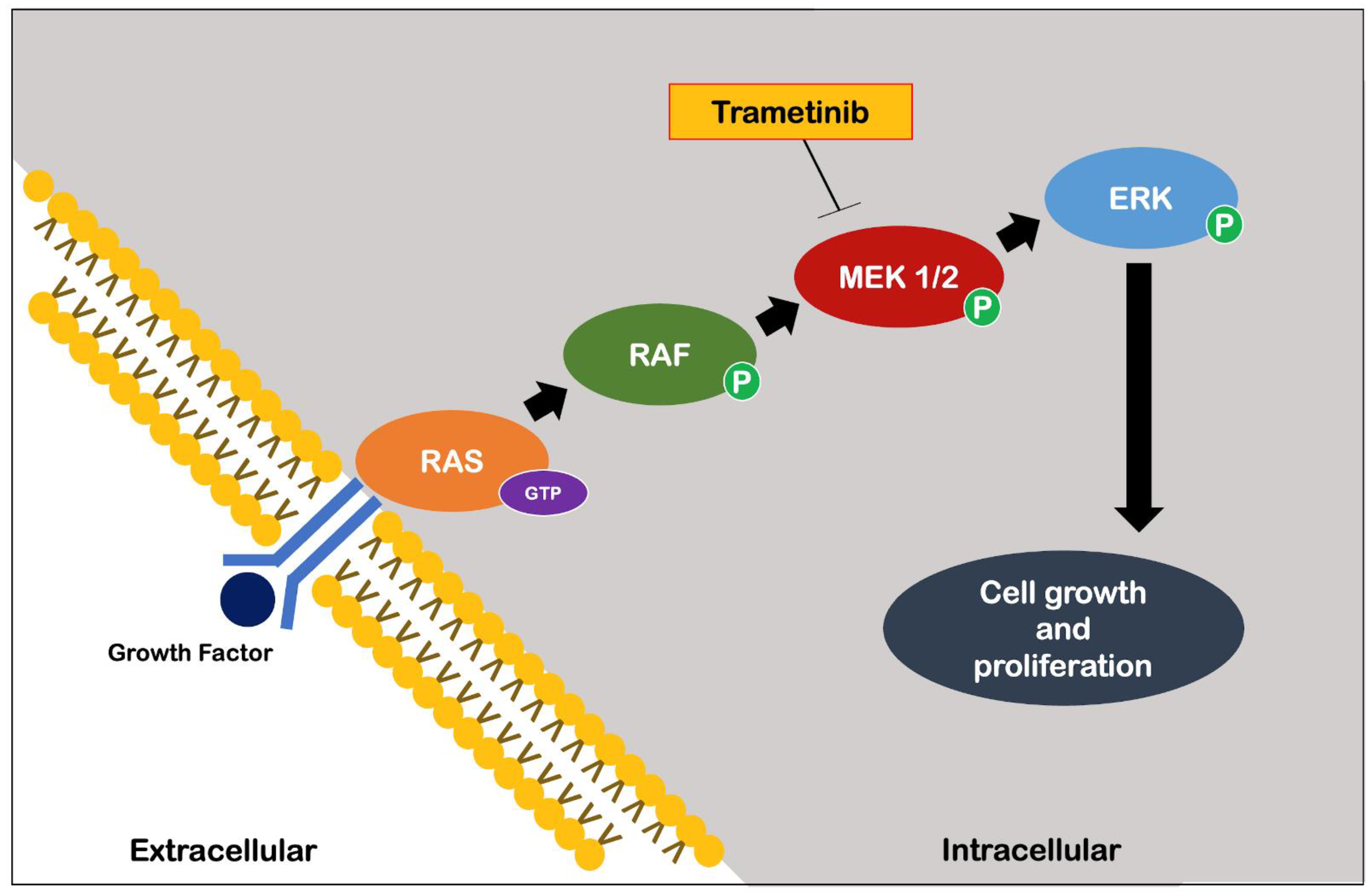 Ijms 23 09957 g005 Ijms 23 09957 g005