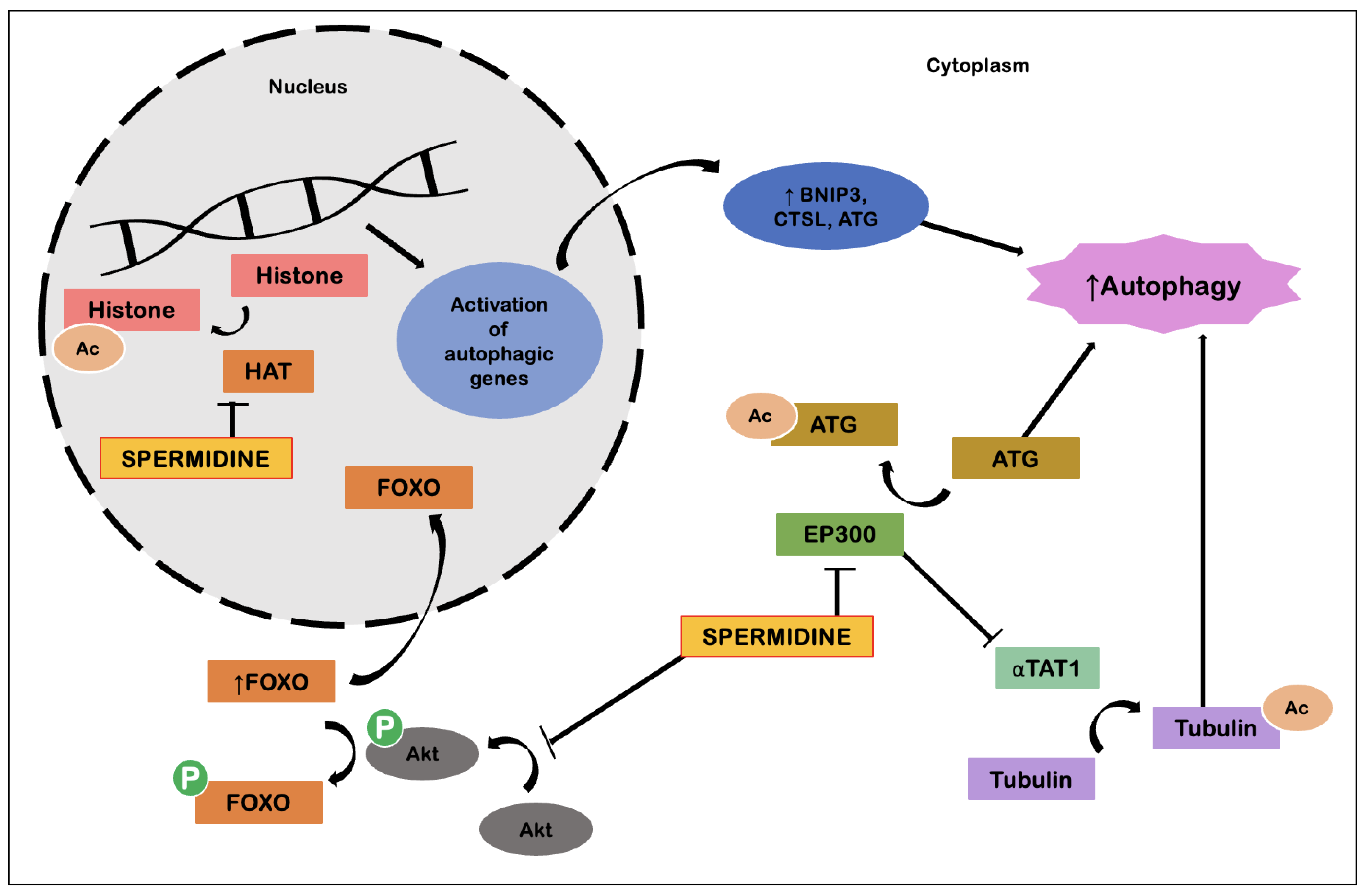 Ijms 23 09957 g006 Ijms 23 09957 g006