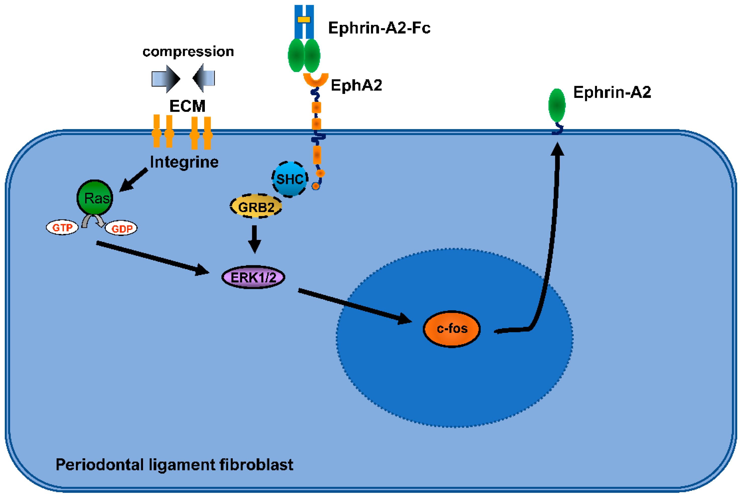 Ijms 23 10077 g001 Ijms 23 10077 g001