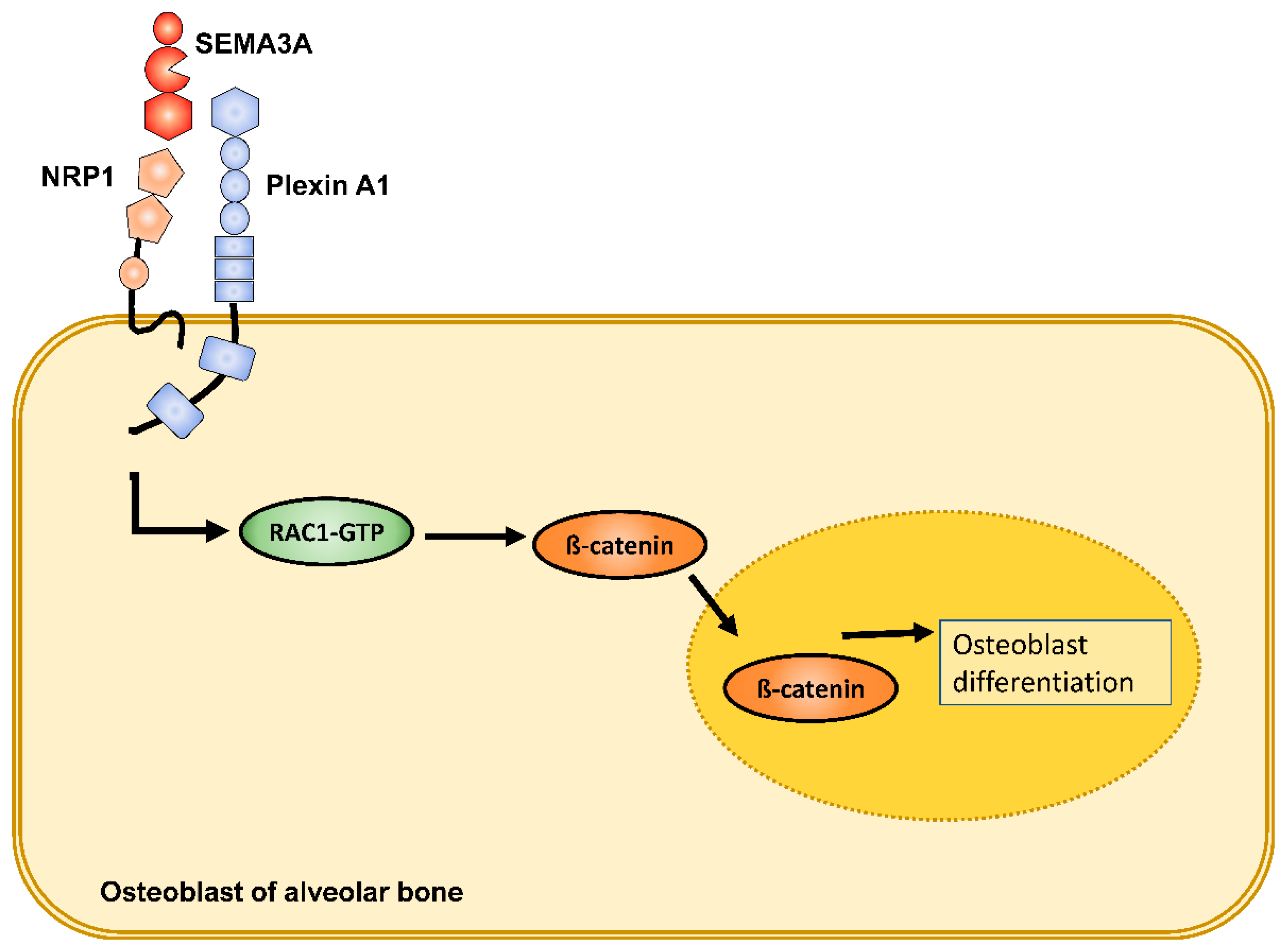 Ijms 23 10077 g003 Ijms 23 10077 g003