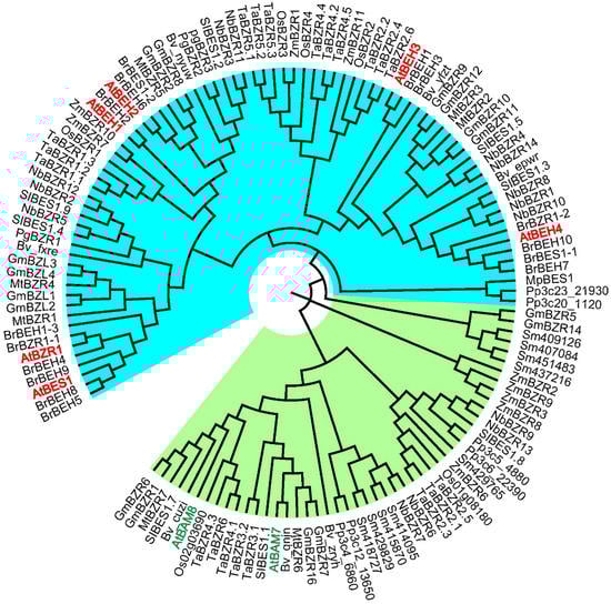 Ijms 23 10149 g001 550