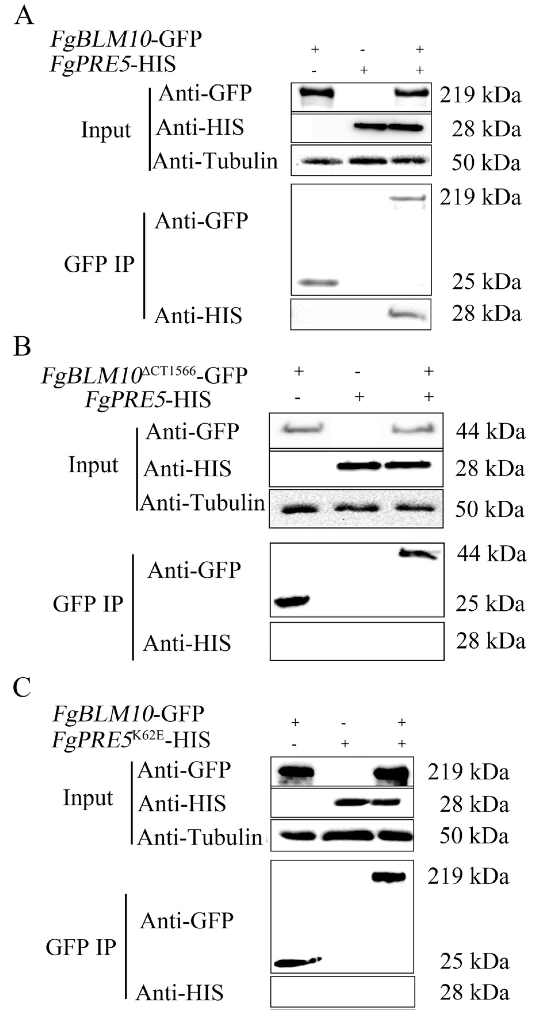 Ijms 23 10208 g005