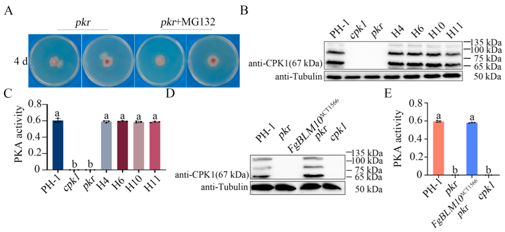 Ijms 23 10208 g007