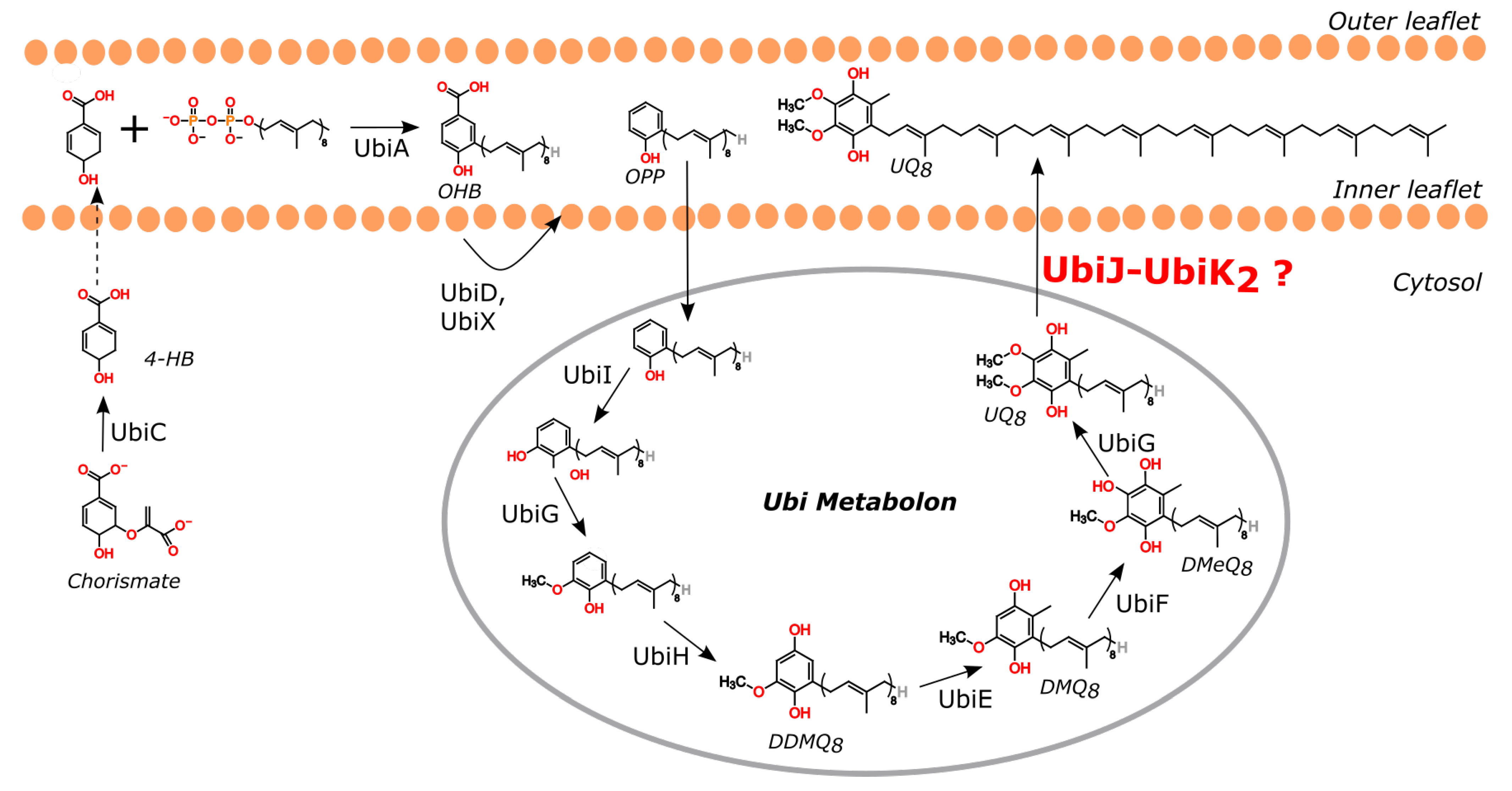 Ijms 23 10323 g001 Ijms 23 10323 g001