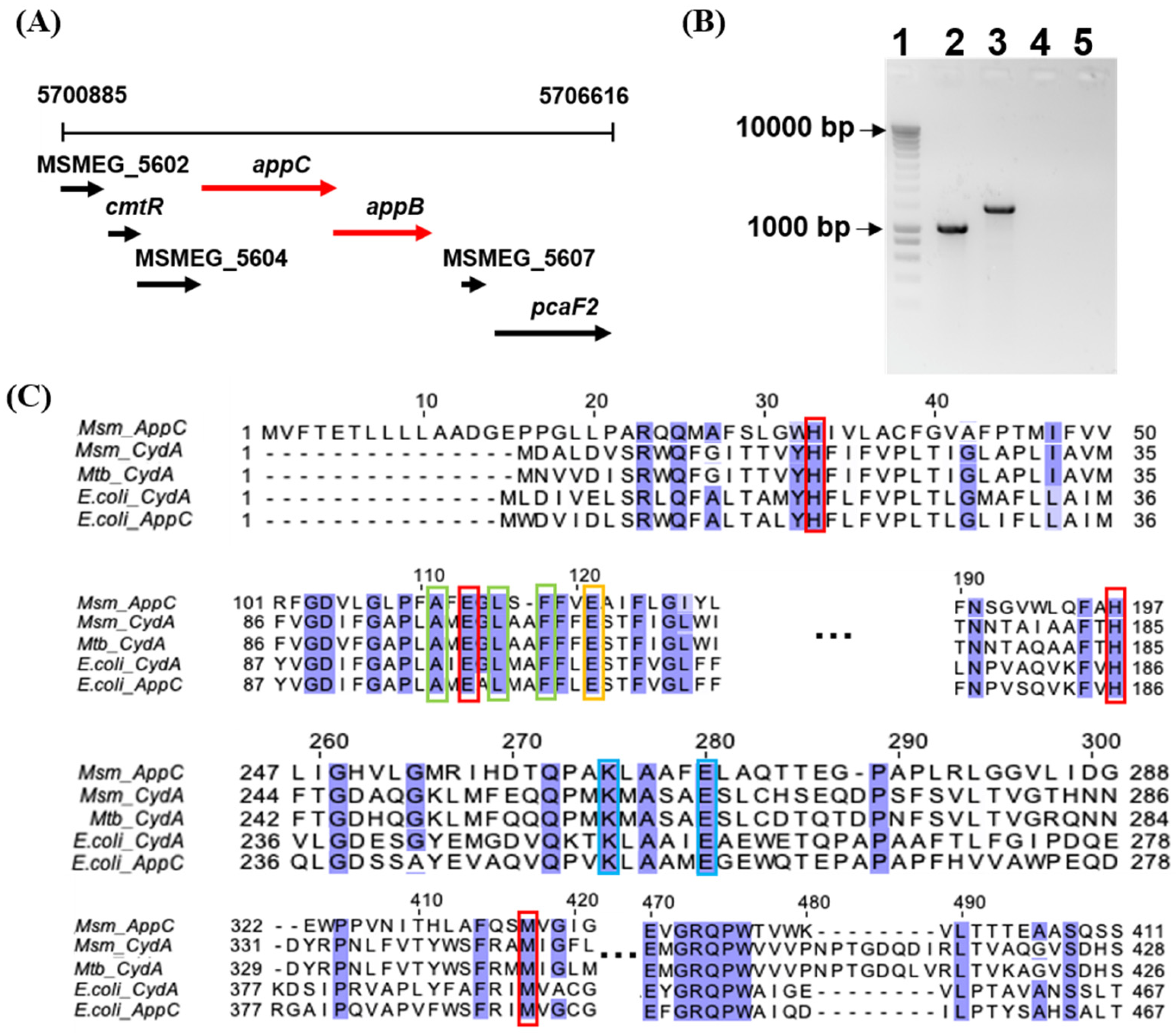 Ijms 23 10331 g005 Ijms 23 10331 g005