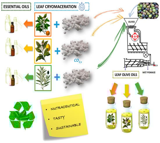 Ijms 23 10334 g004 550