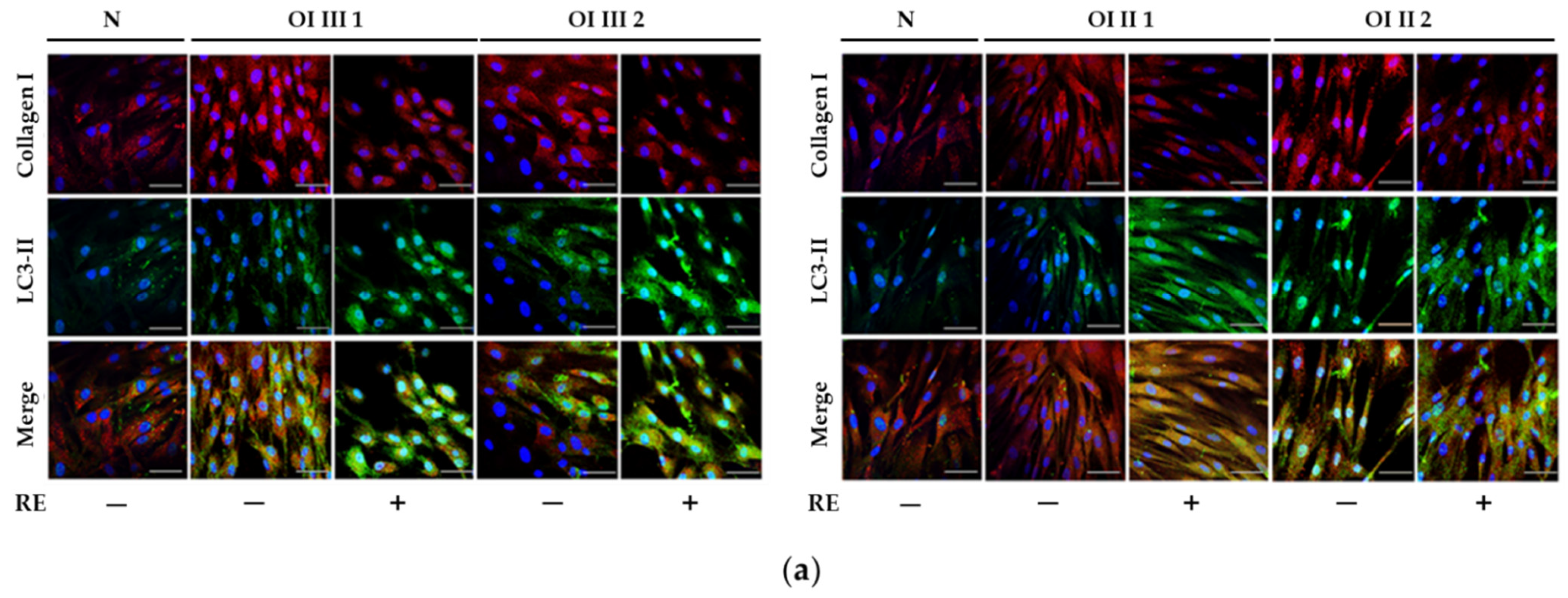 Ijms 23 10341 g006a Ijms 23 10341 g006a