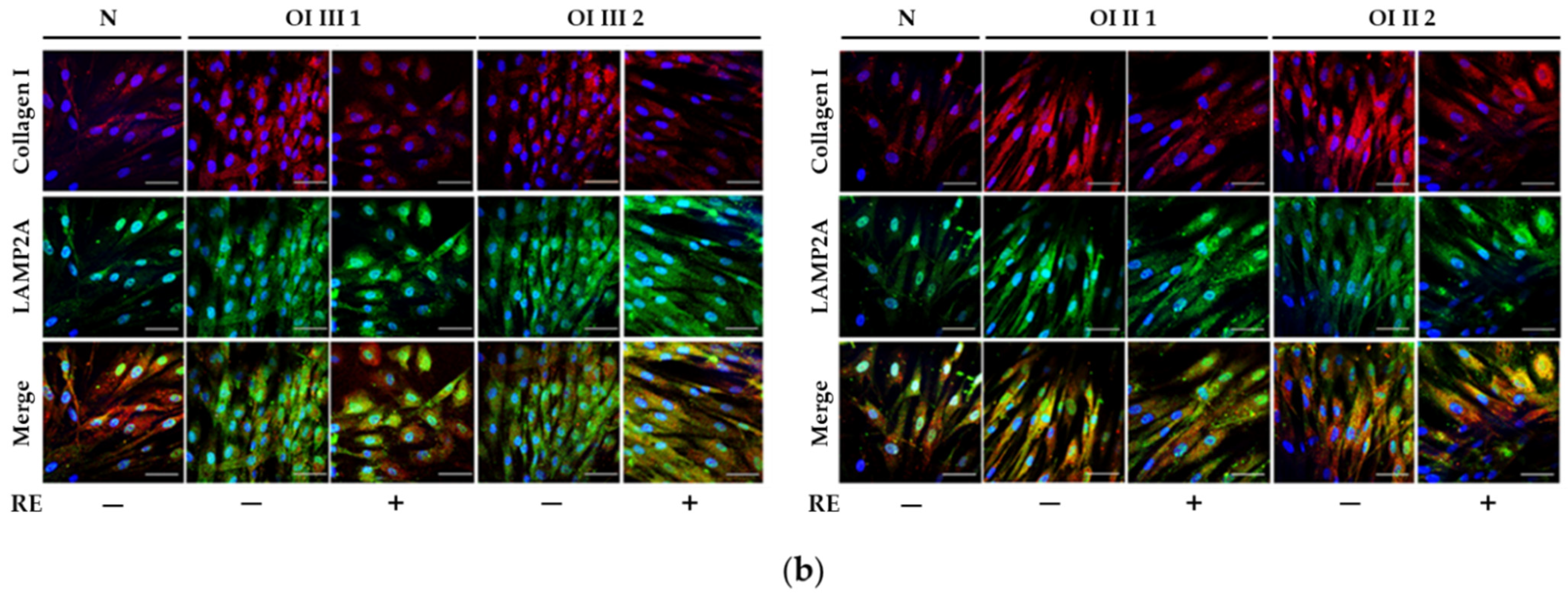 Ijms 23 10341 g006b Ijms 23 10341 g006b