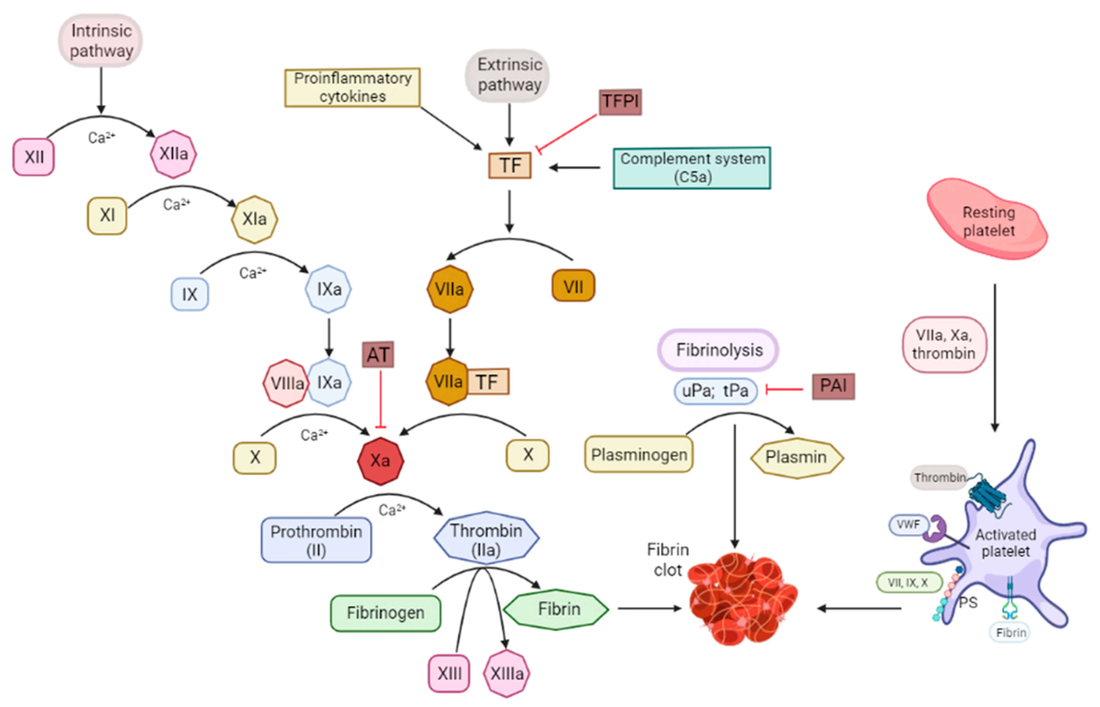 Ijms 23 10393 g001 Ijms 23 10393 g001