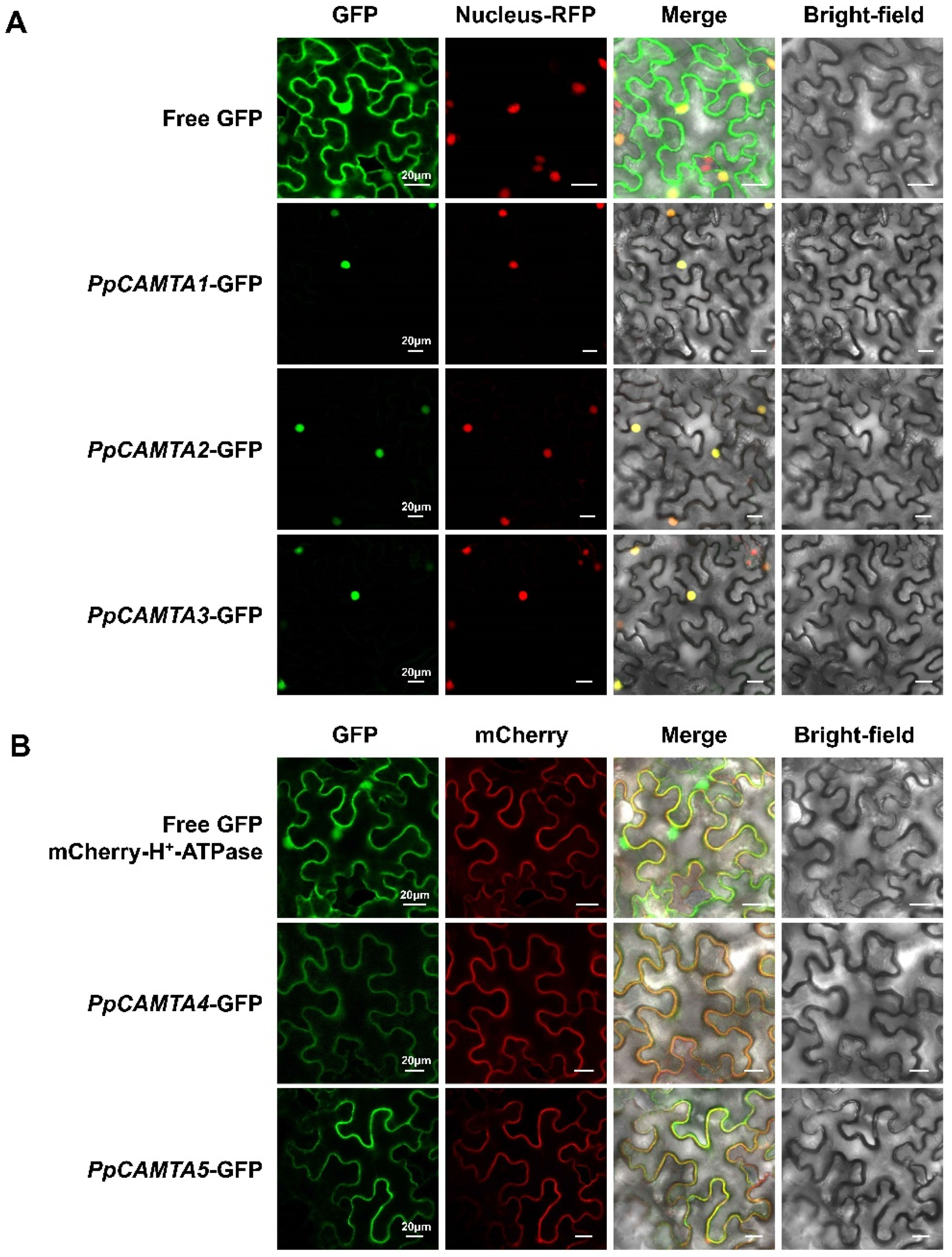 Ijms 23 10500 g006