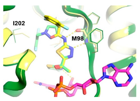 Ijms 23 10669 i009 Ijms 23 10669 i009