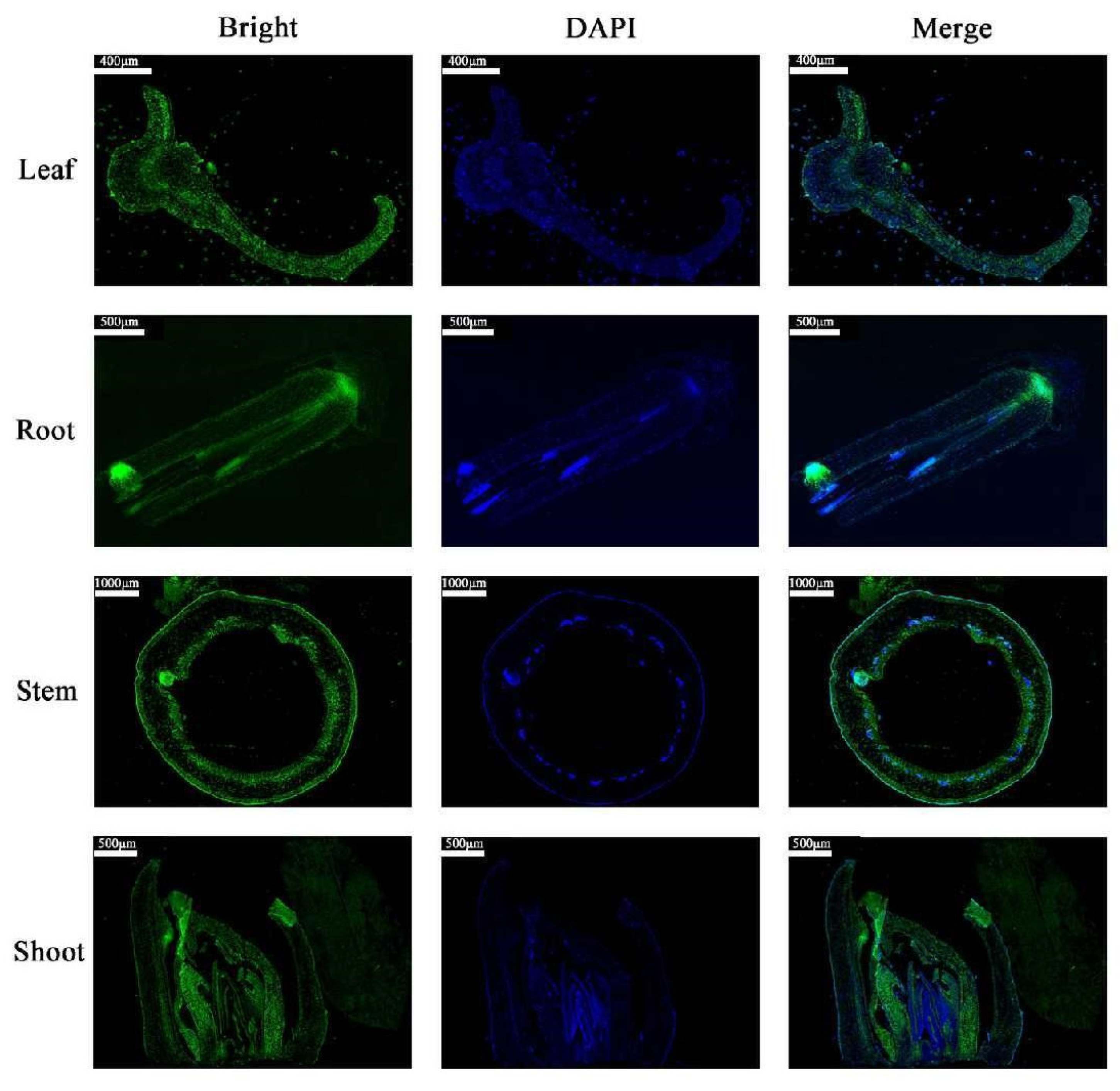 Ijms 23 10781 g002 Ijms 23 10781 g002