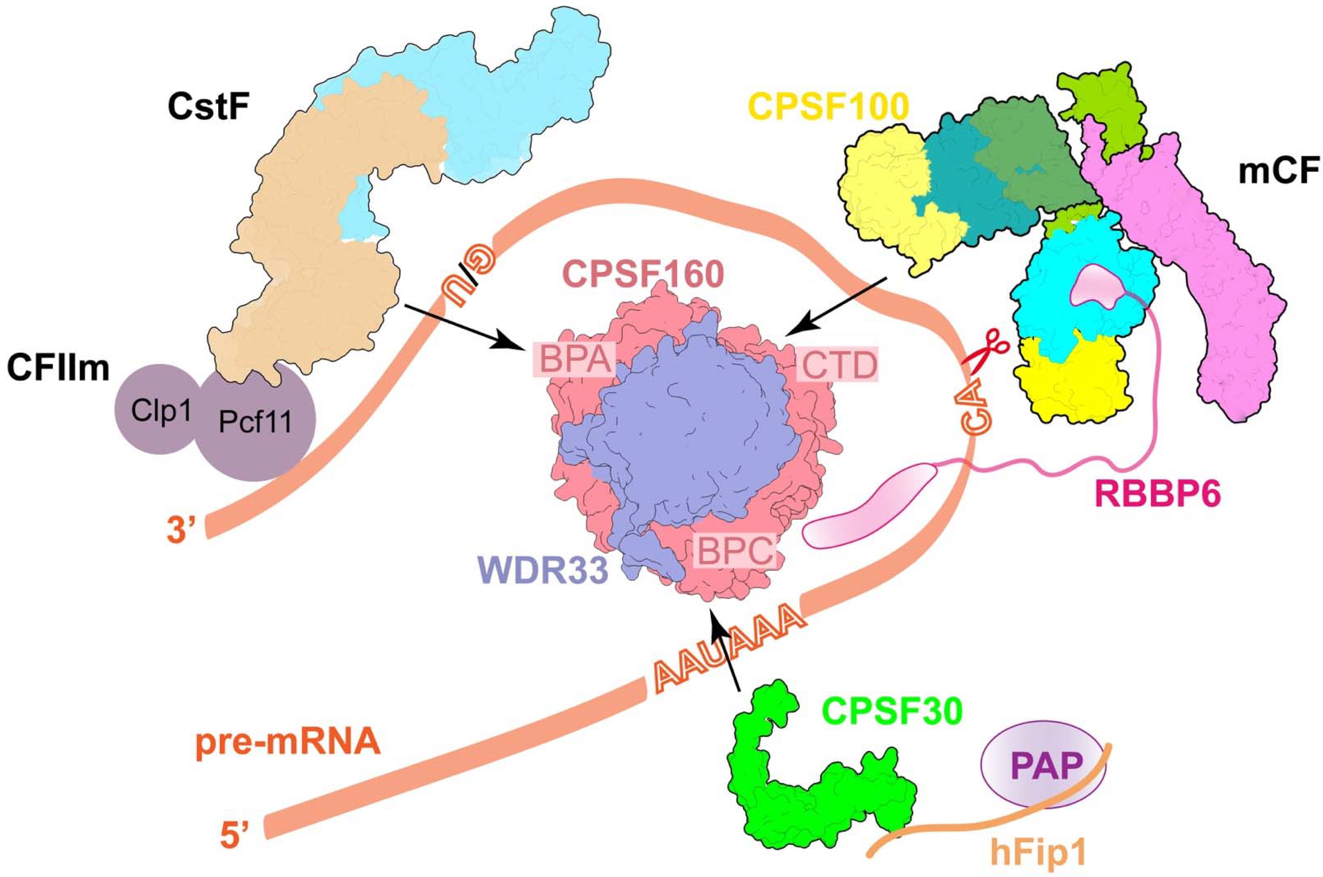 Ijms 23 10985 g002 Ijms 23 10985 g002