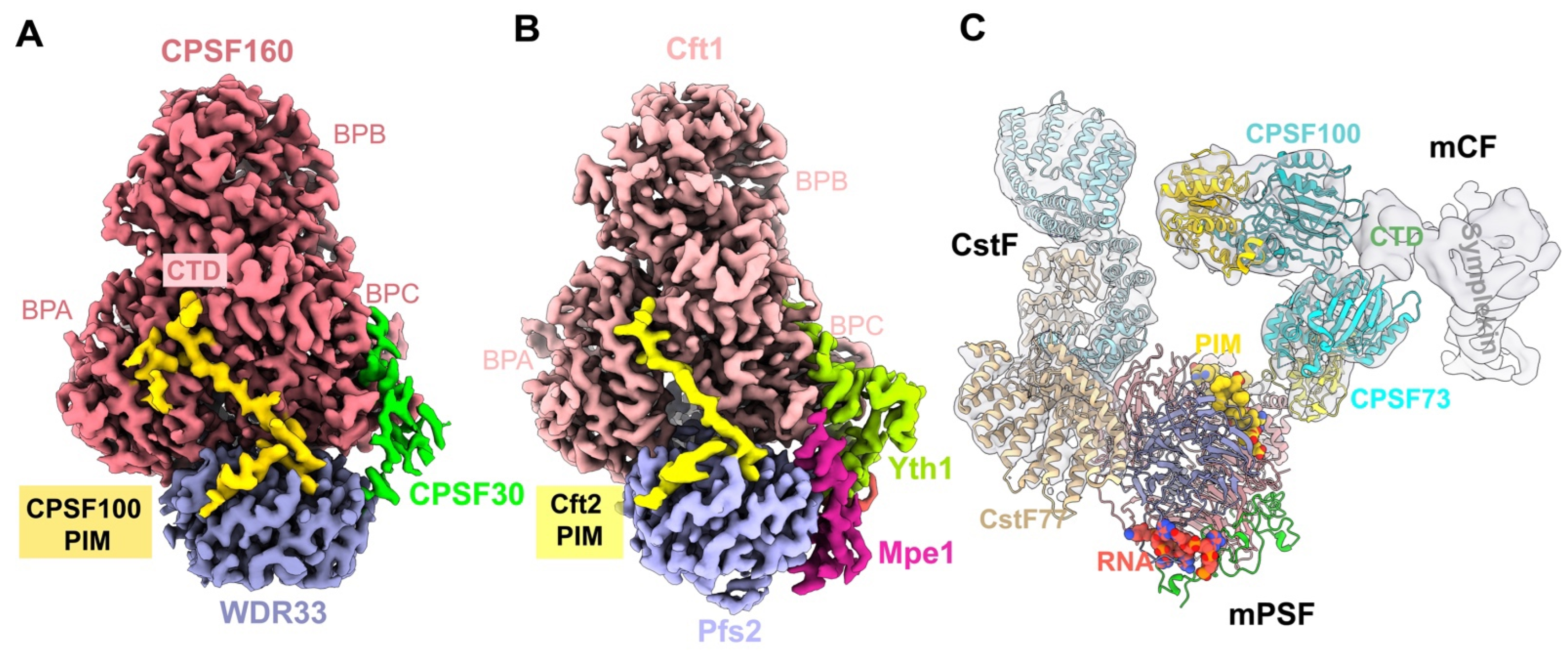 Ijms 23 10985 g004 Ijms 23 10985 g004