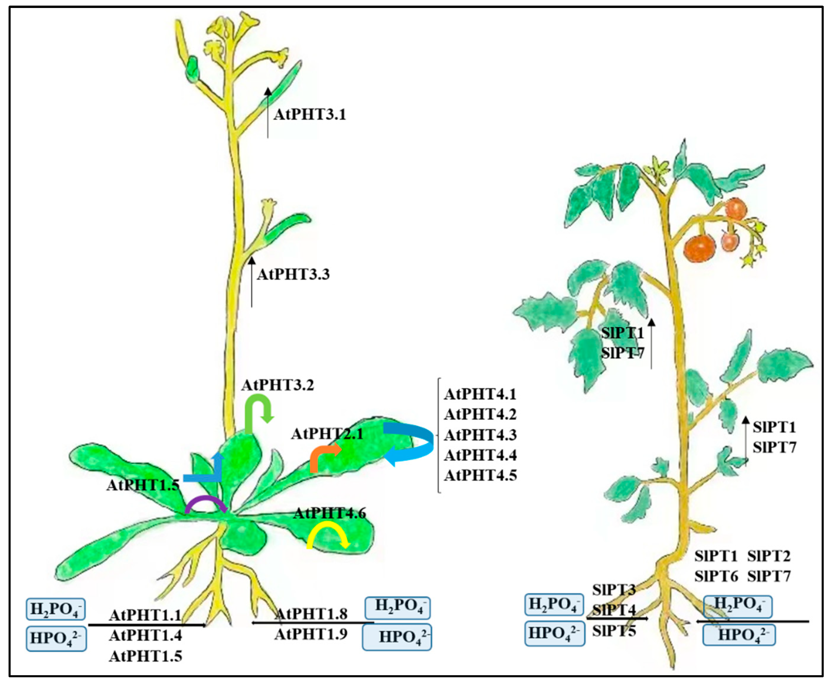 The Roles of Phosphorus and Nitrogen Nutrient Transporters in the ...