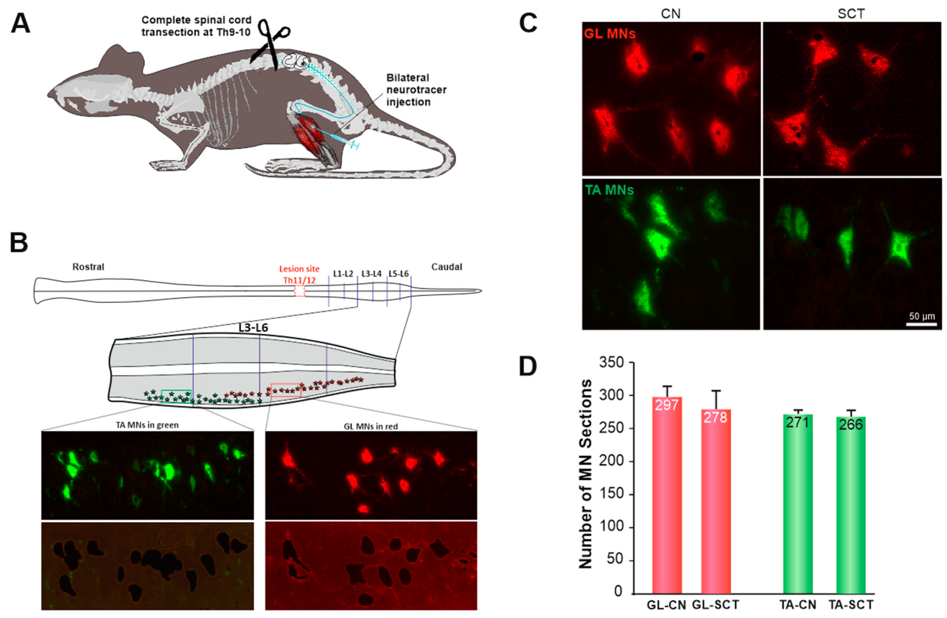 Ijms 23 11133 g001 Ijms 23 11133 g001