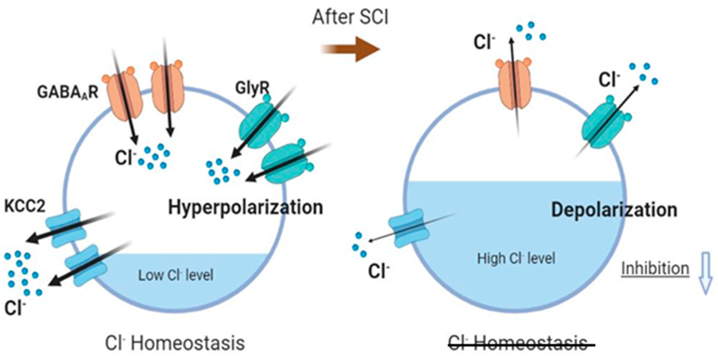 Ijms 23 11133 g009 Ijms 23 11133 g009