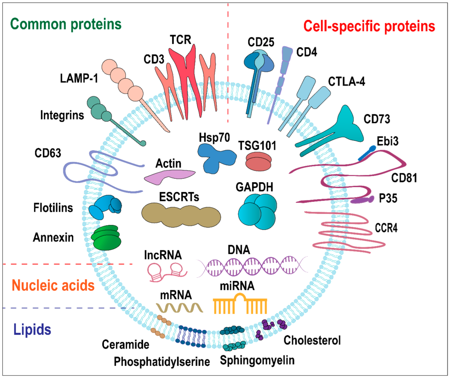 Ijms 23 11206 g001 Ijms 23 11206 g001