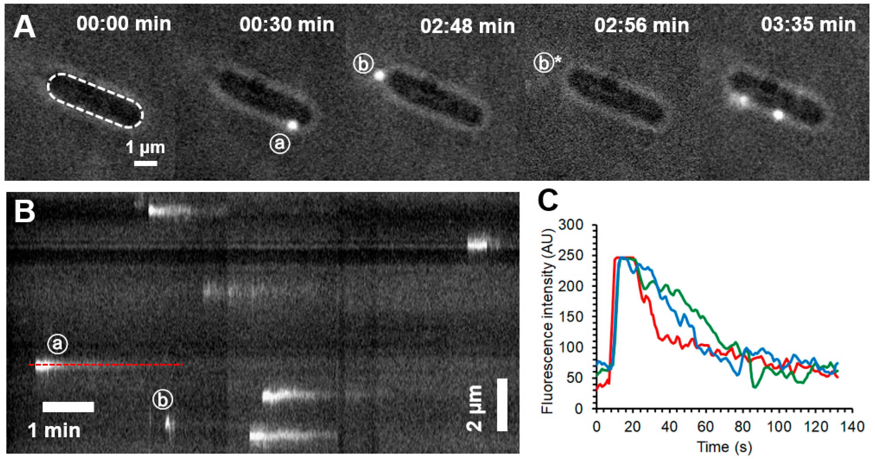 Ijms 23 11252 g003 Ijms 23 11252 g003