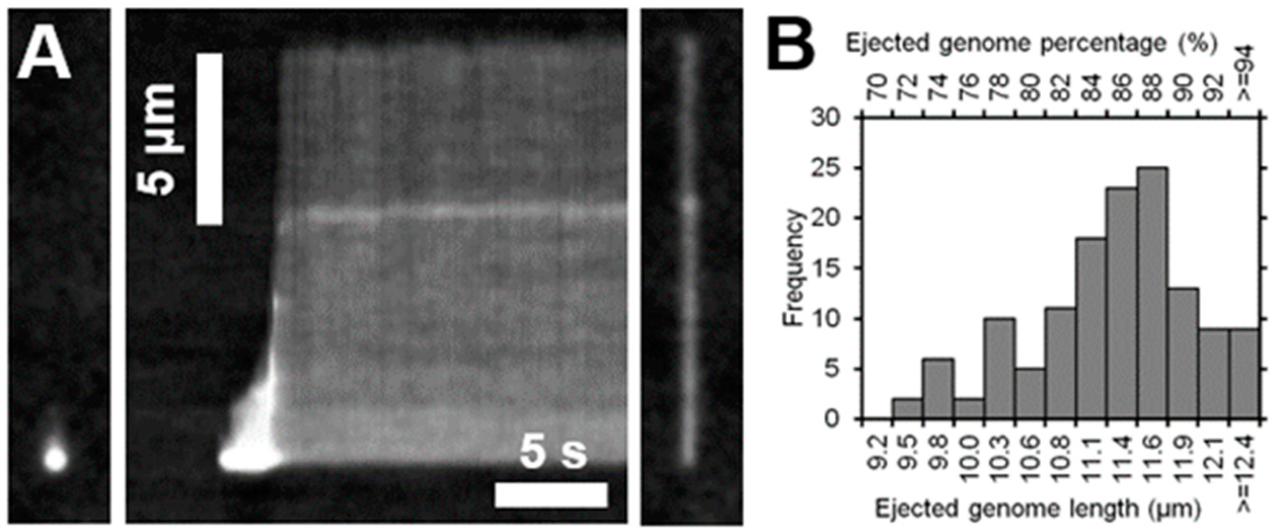 Ijms 23 11252 g004 Ijms 23 11252 g004