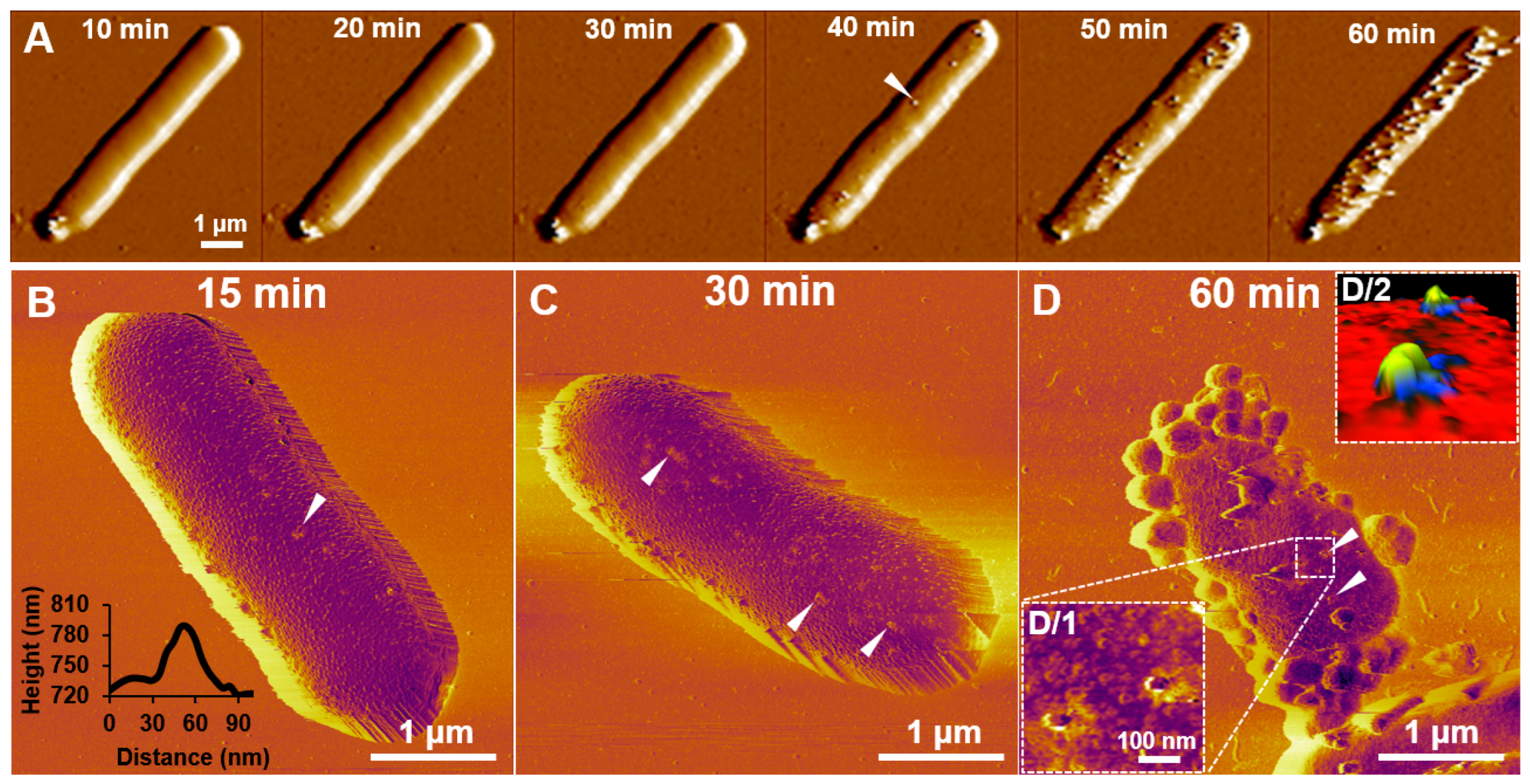 Ijms 23 11252 g005 Ijms 23 11252 g005