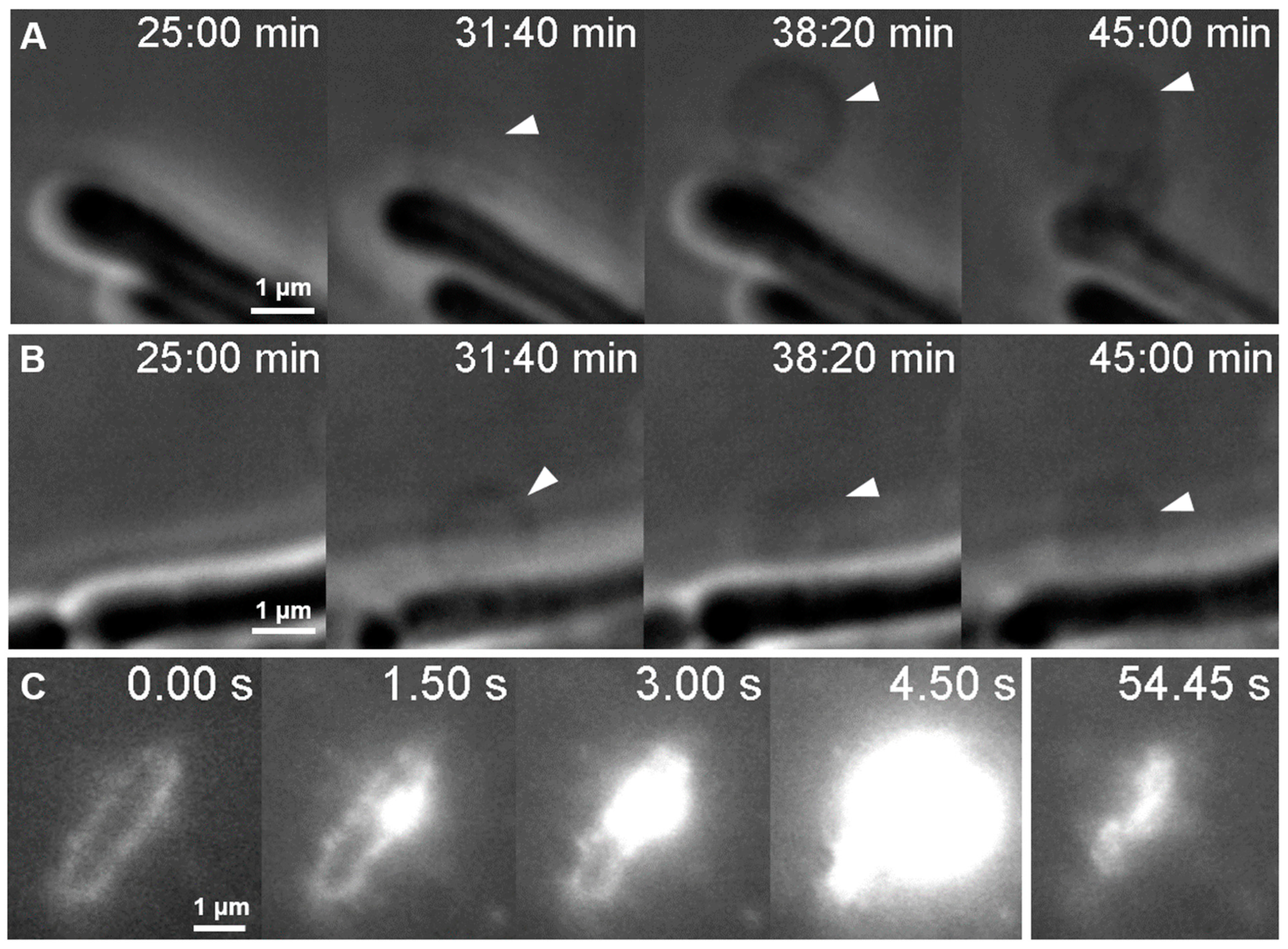 Ijms 23 11252 g007 Ijms 23 11252 g007