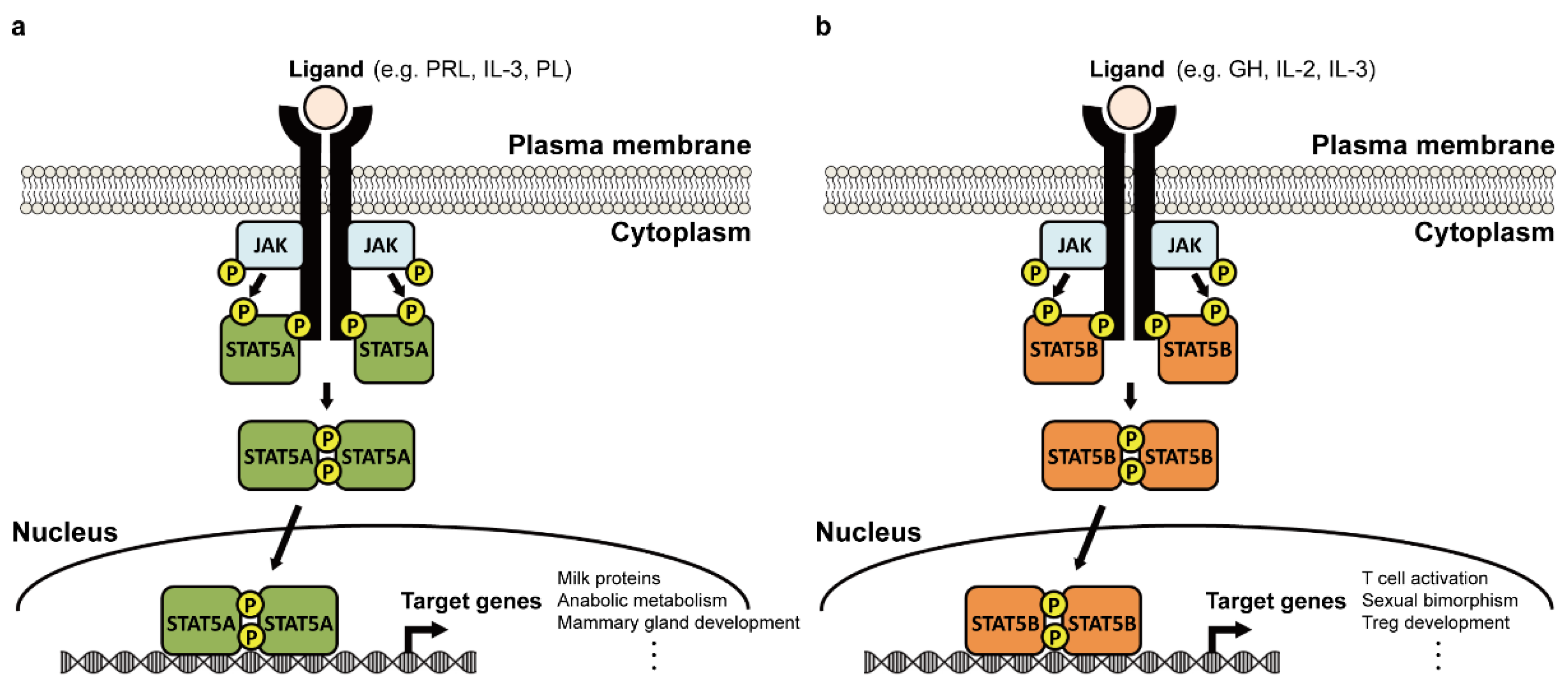 Ijms 23 11297 g002 Ijms 23 11297 g002