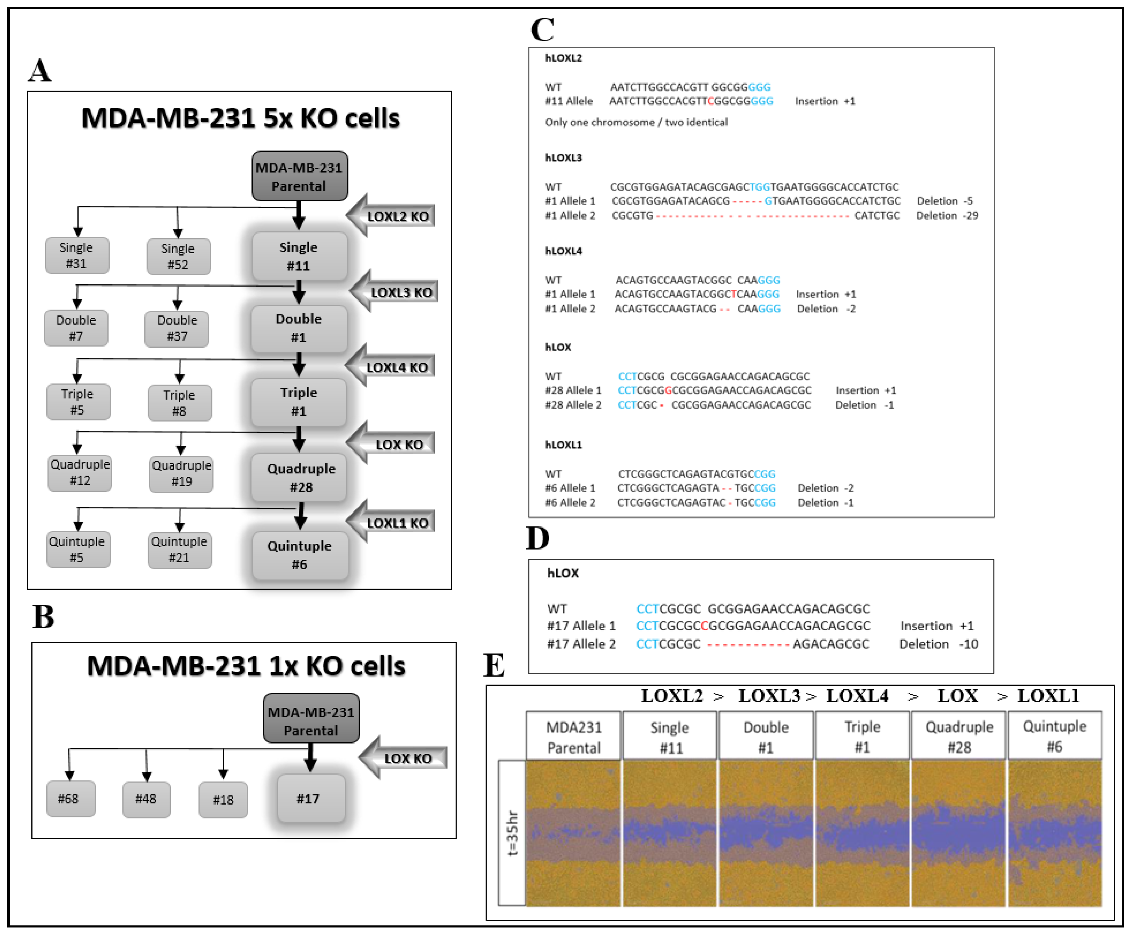 Ijms 23 11322 g001 Ijms 23 11322 g001