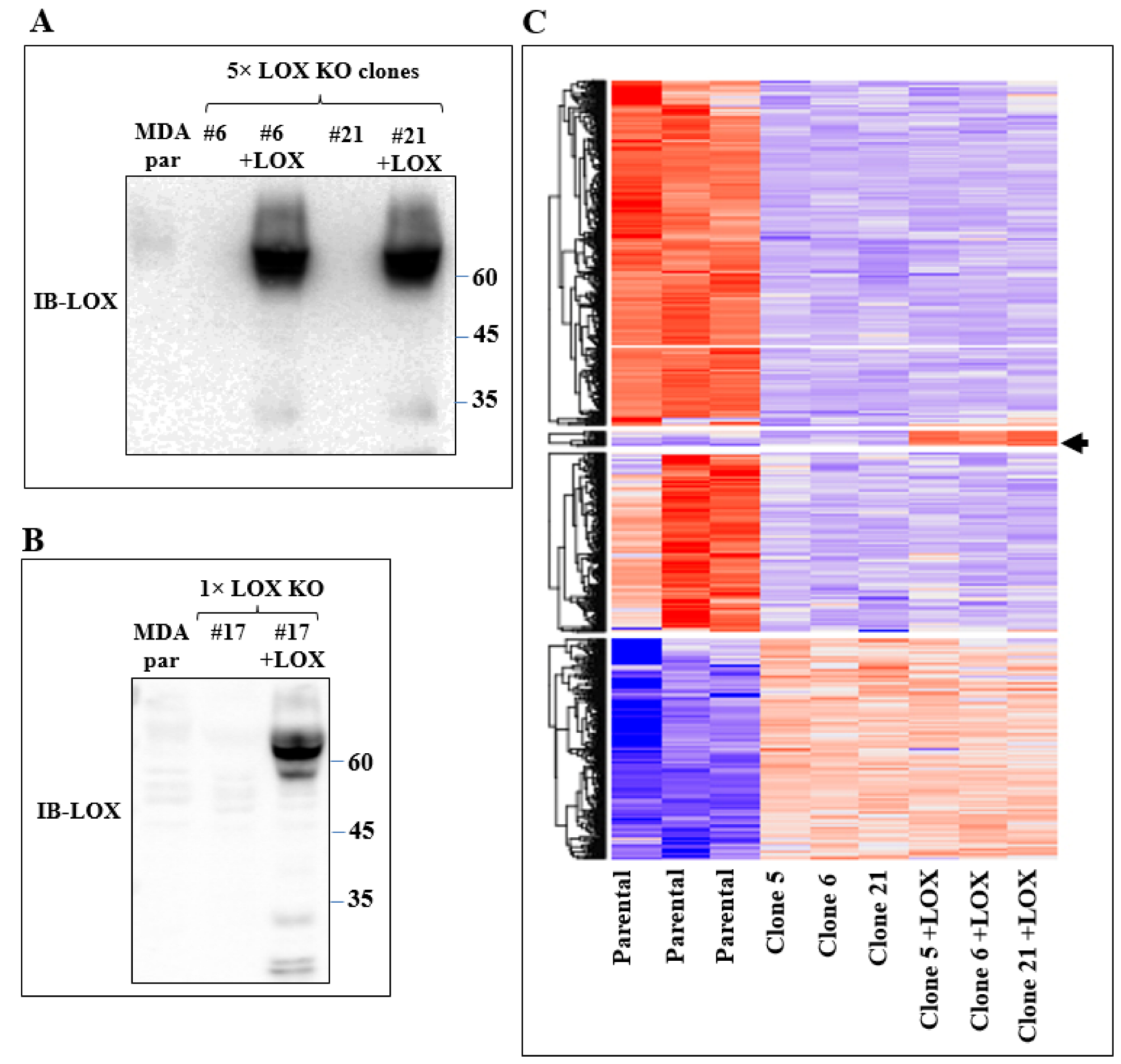 Ijms 23 11322 g002 Ijms 23 11322 g002