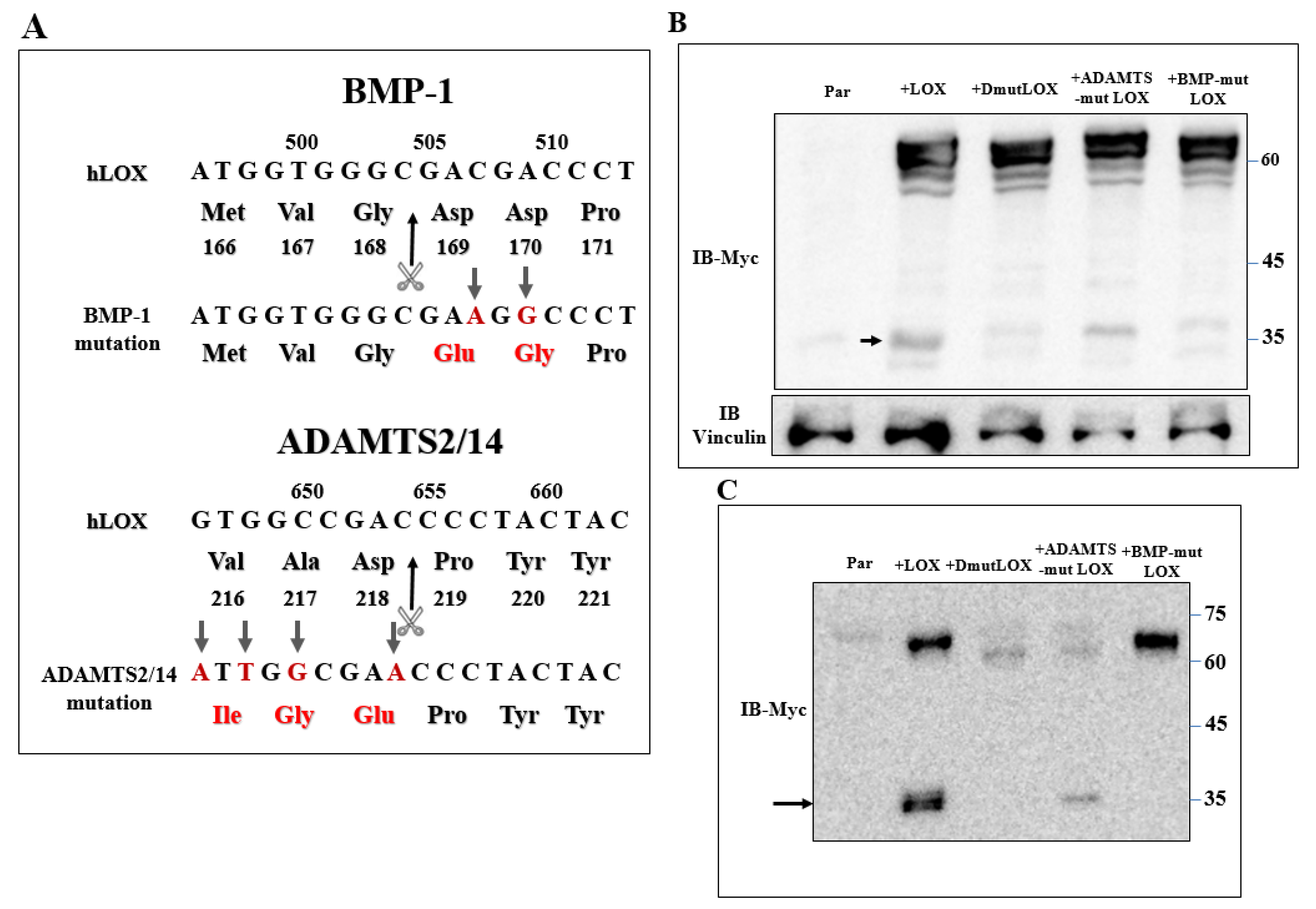 Ijms 23 11322 g005 Ijms 23 11322 g005