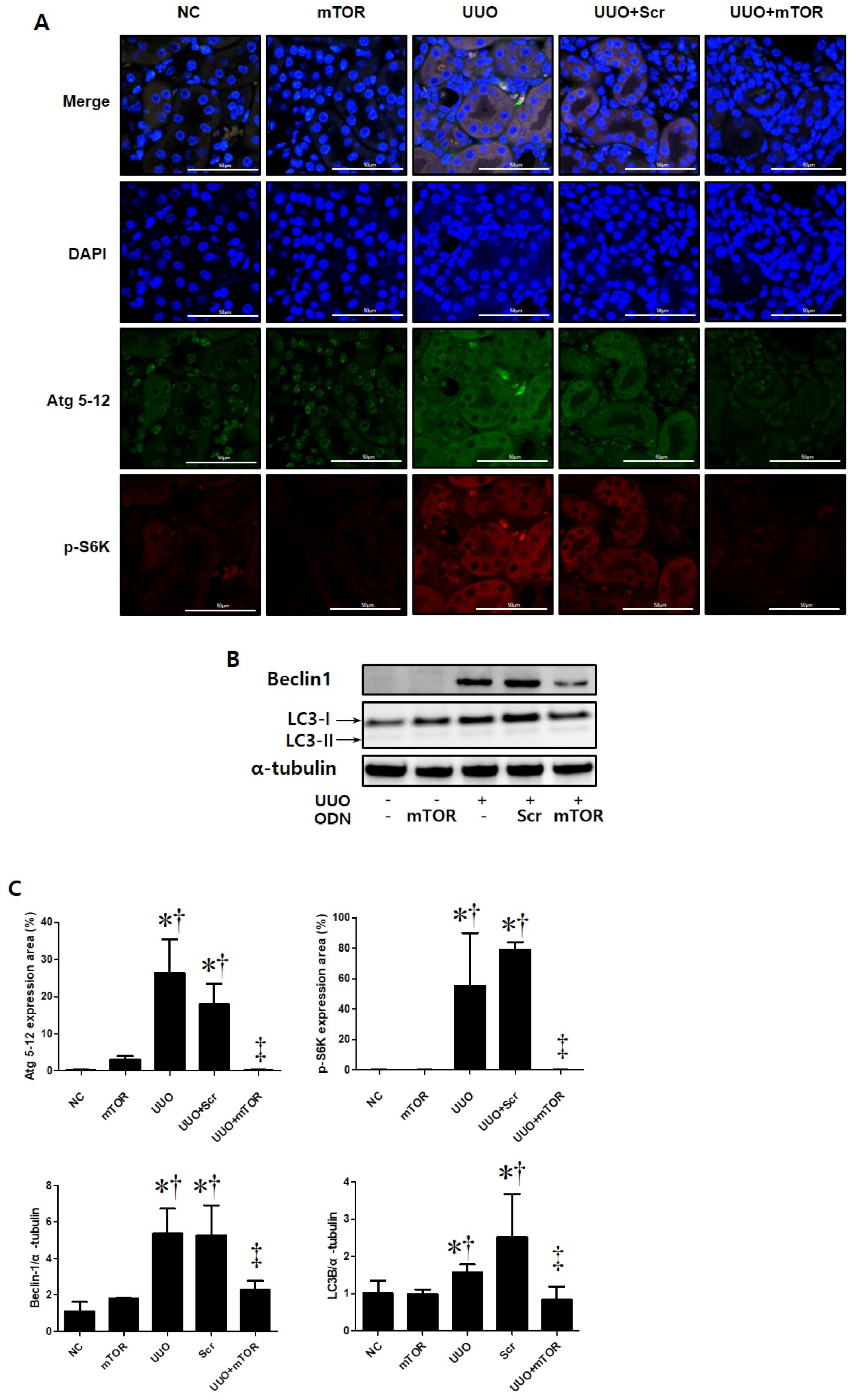 Ijms 23 11365 g004 Ijms 23 11365 g004