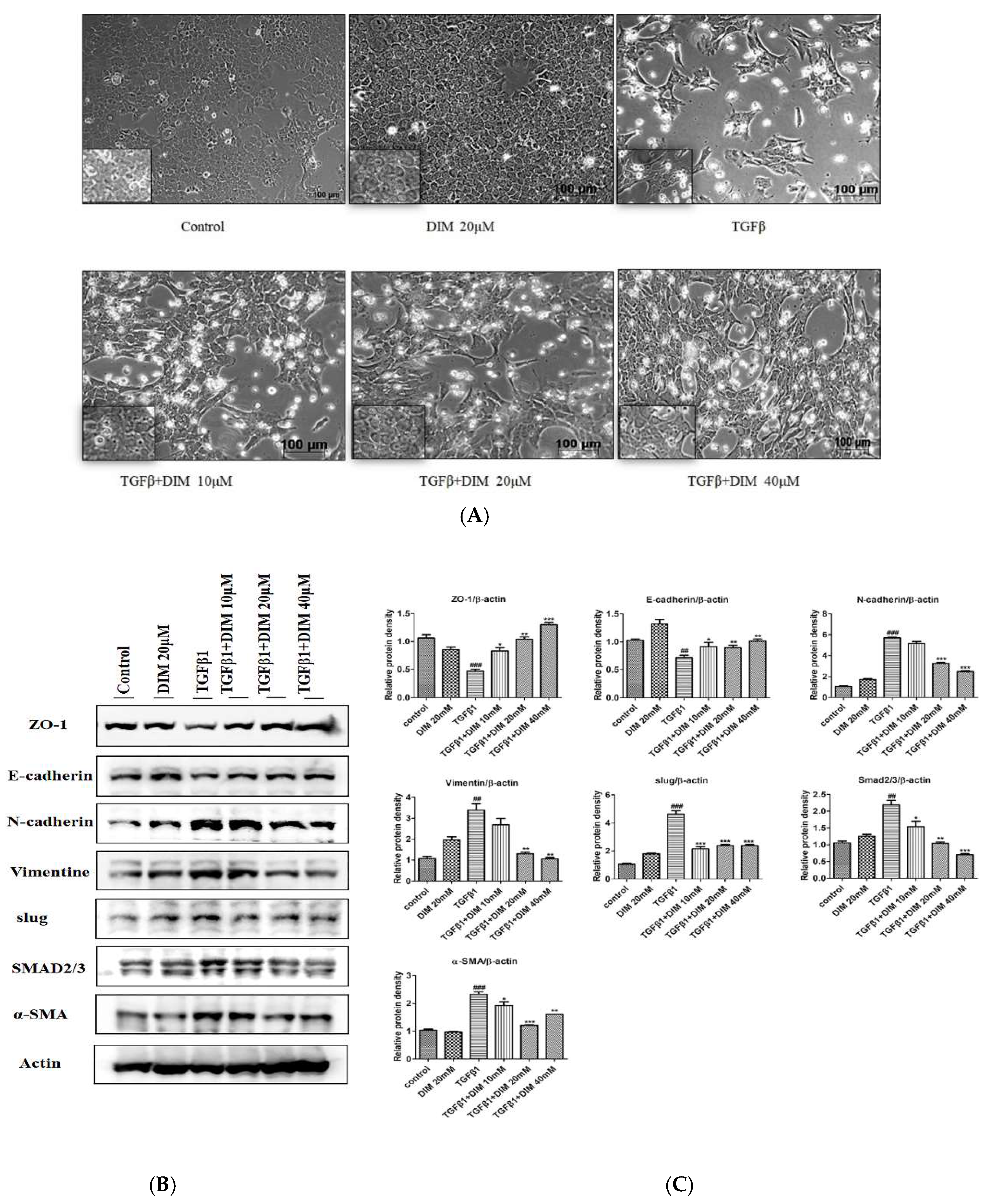 Ijms 23 11407 g002 Ijms 23 11407 g002
