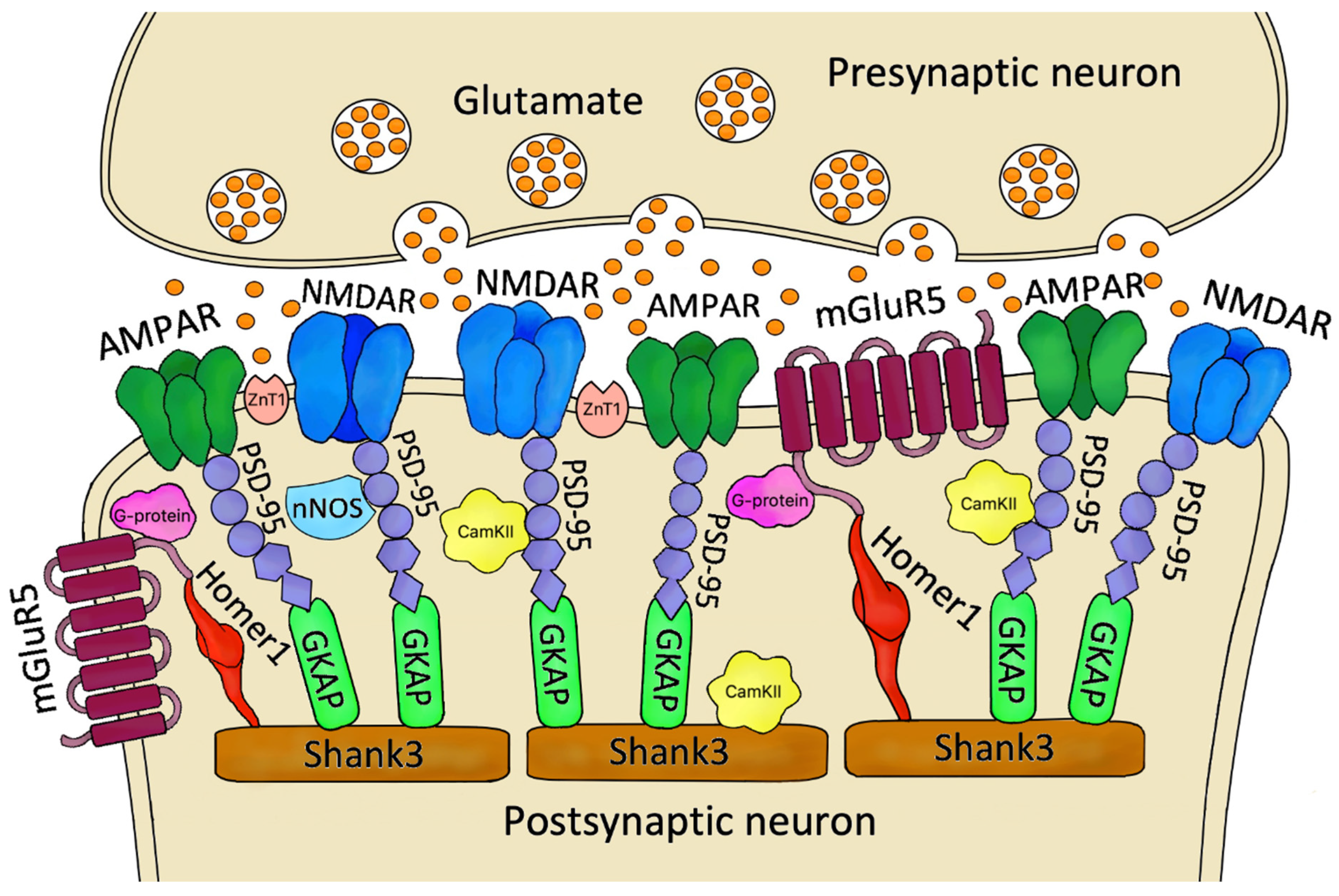 Postsynaptic Proteins at Excitatory Synapses in the Brain—Relationship ...