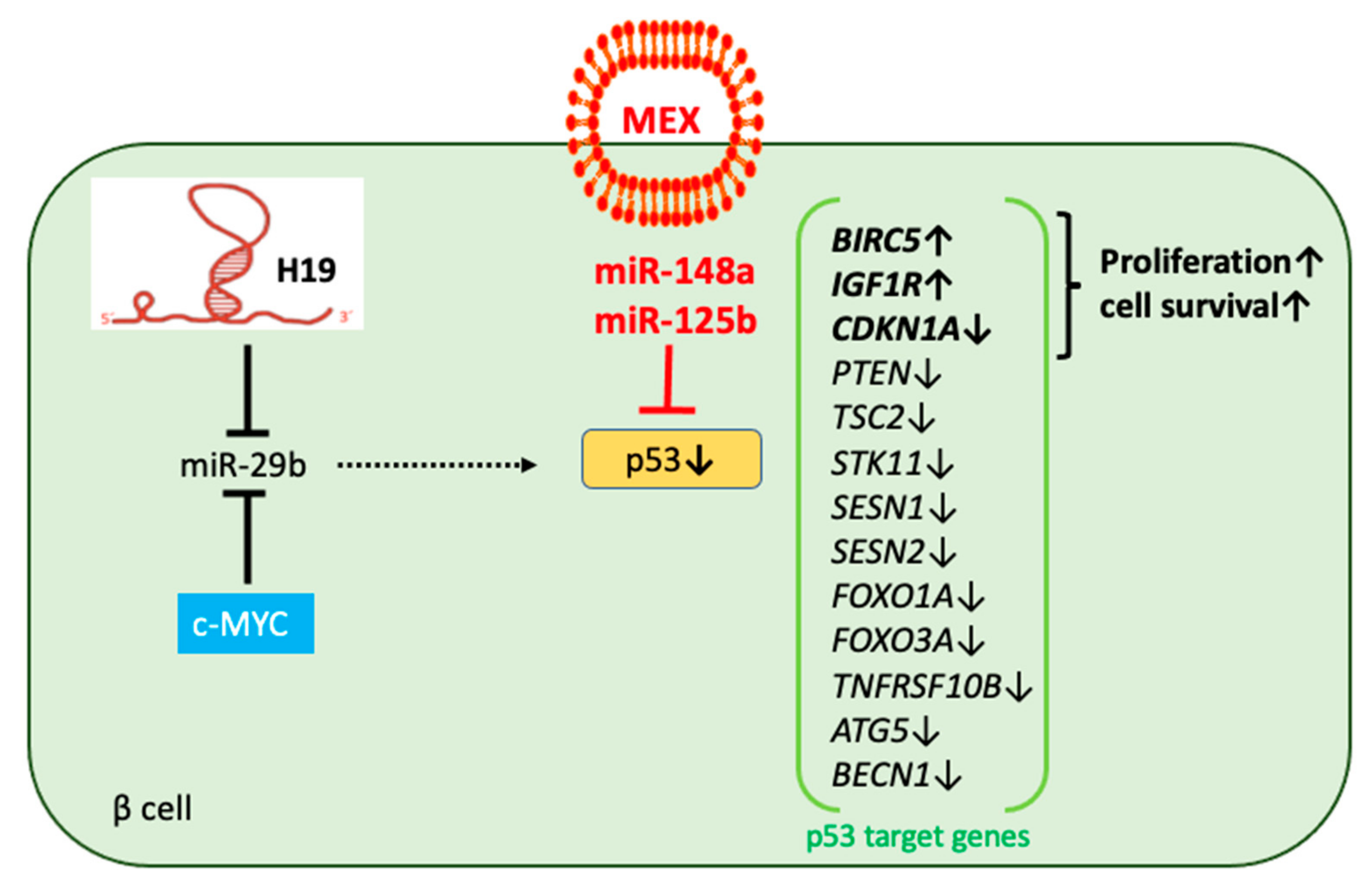 Ijms 23 11503 g004 Ijms 23 11503 g004