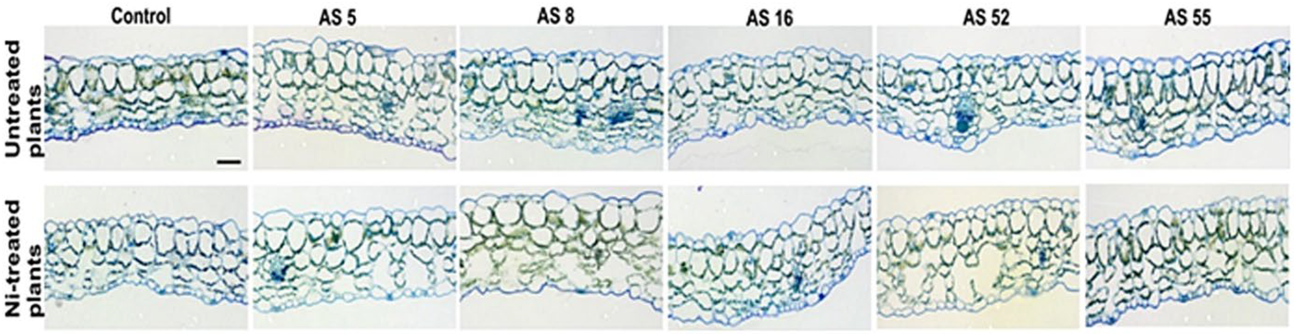 Ijms 23 11538 g006 Ijms 23 11538 g006