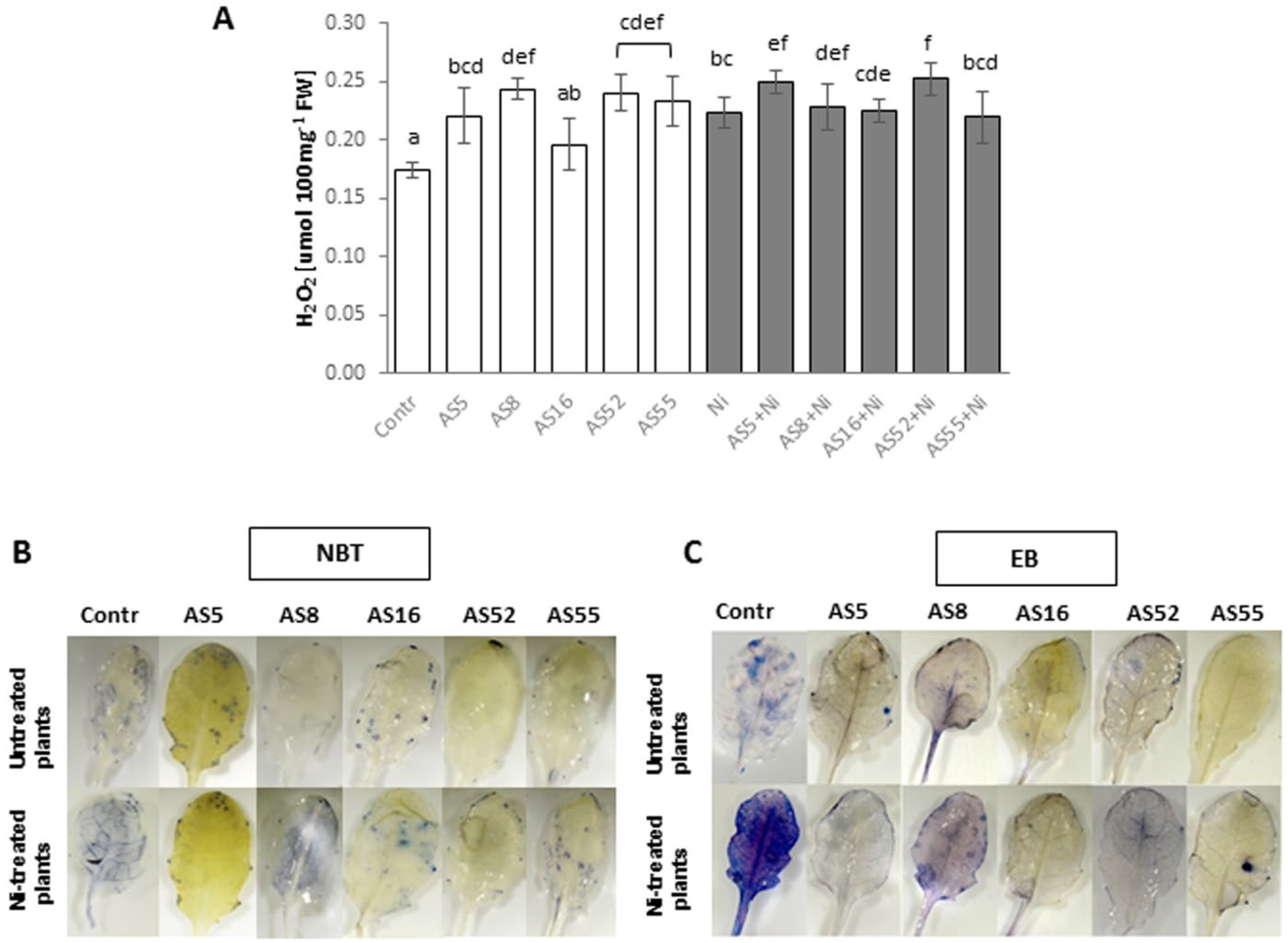 Ijms 23 11538 g009 Ijms 23 11538 g009