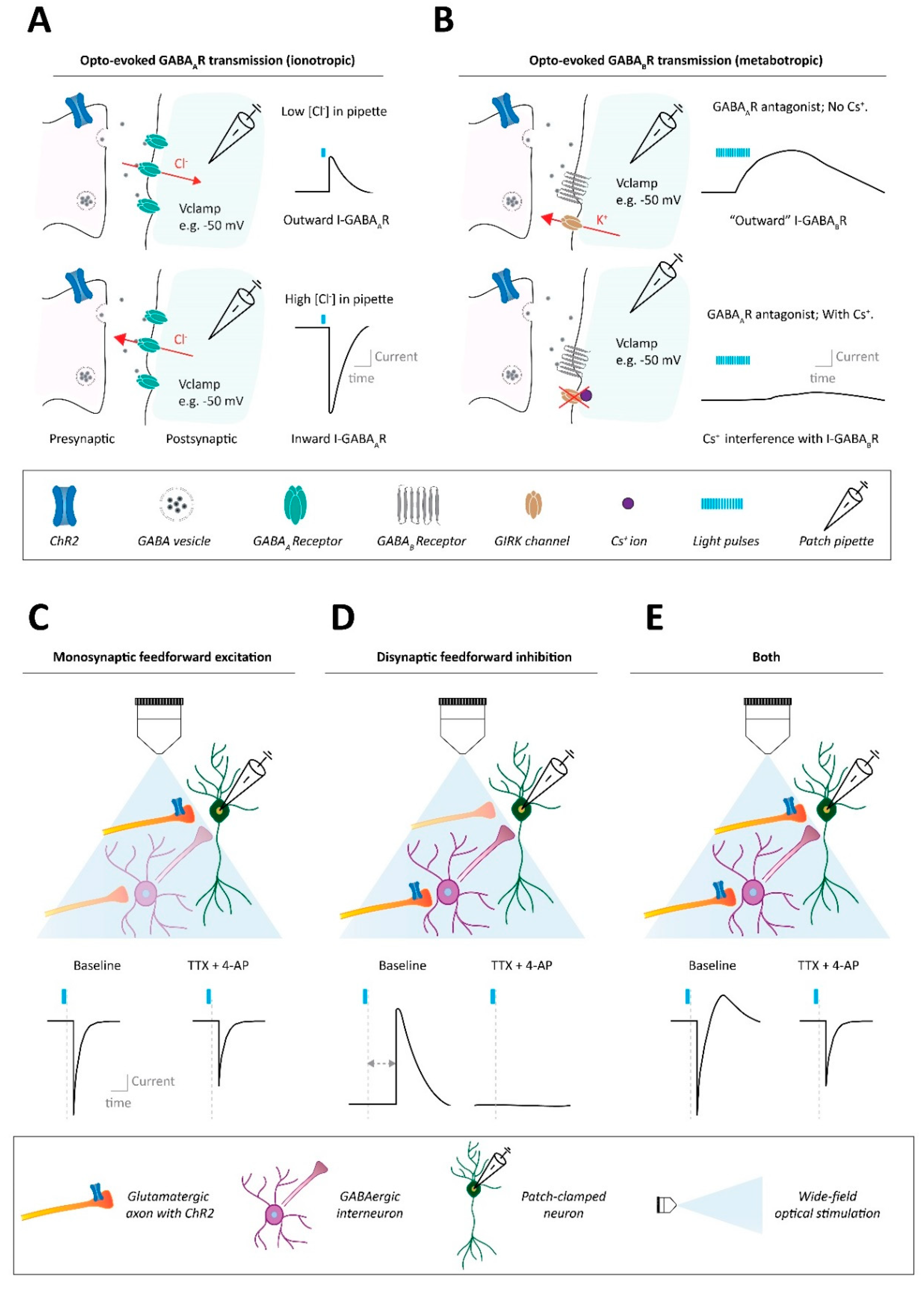 Ijms 23 11612 g001 Ijms 23 11612 g001