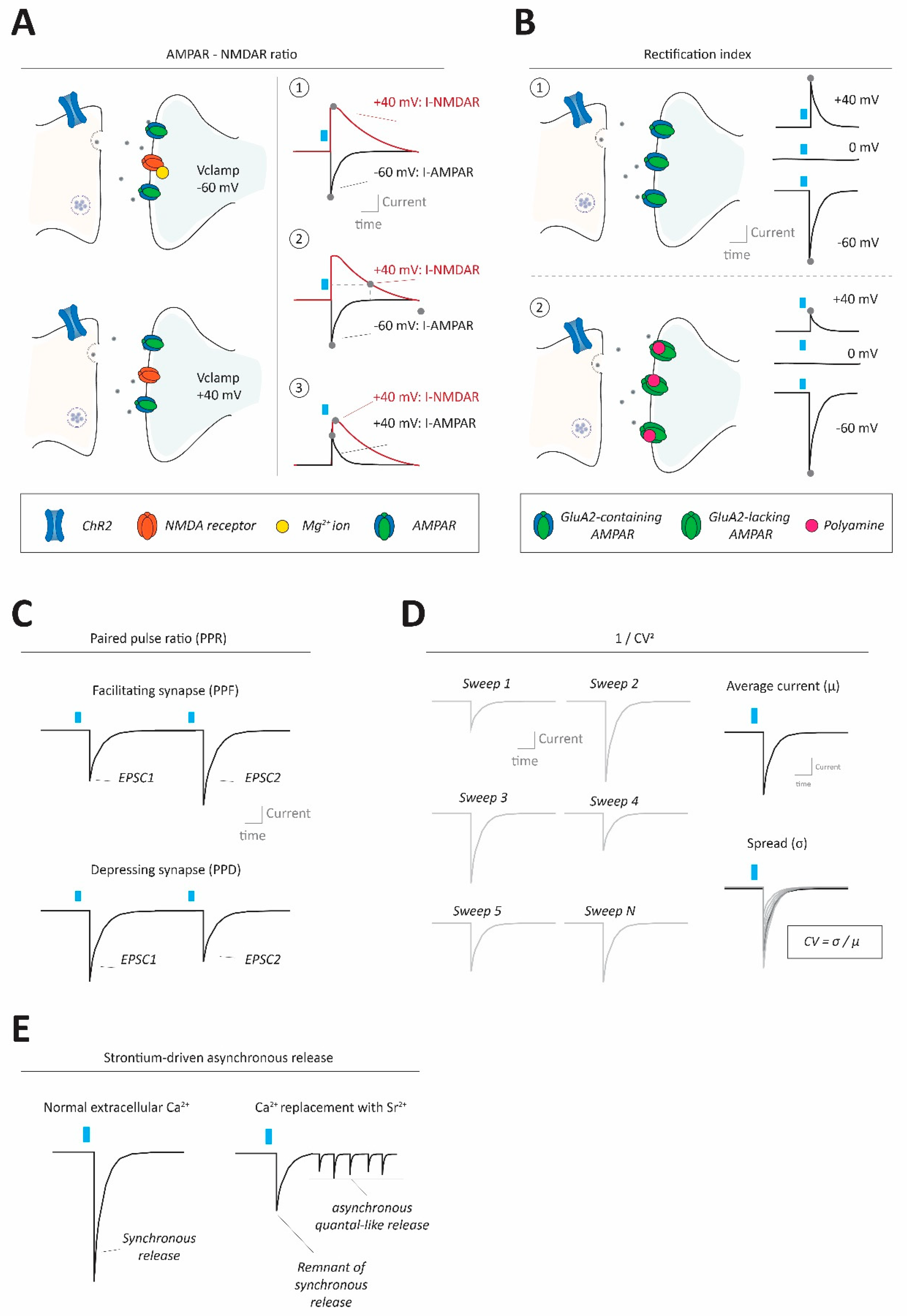 Ijms 23 11612 g002 Ijms 23 11612 g002