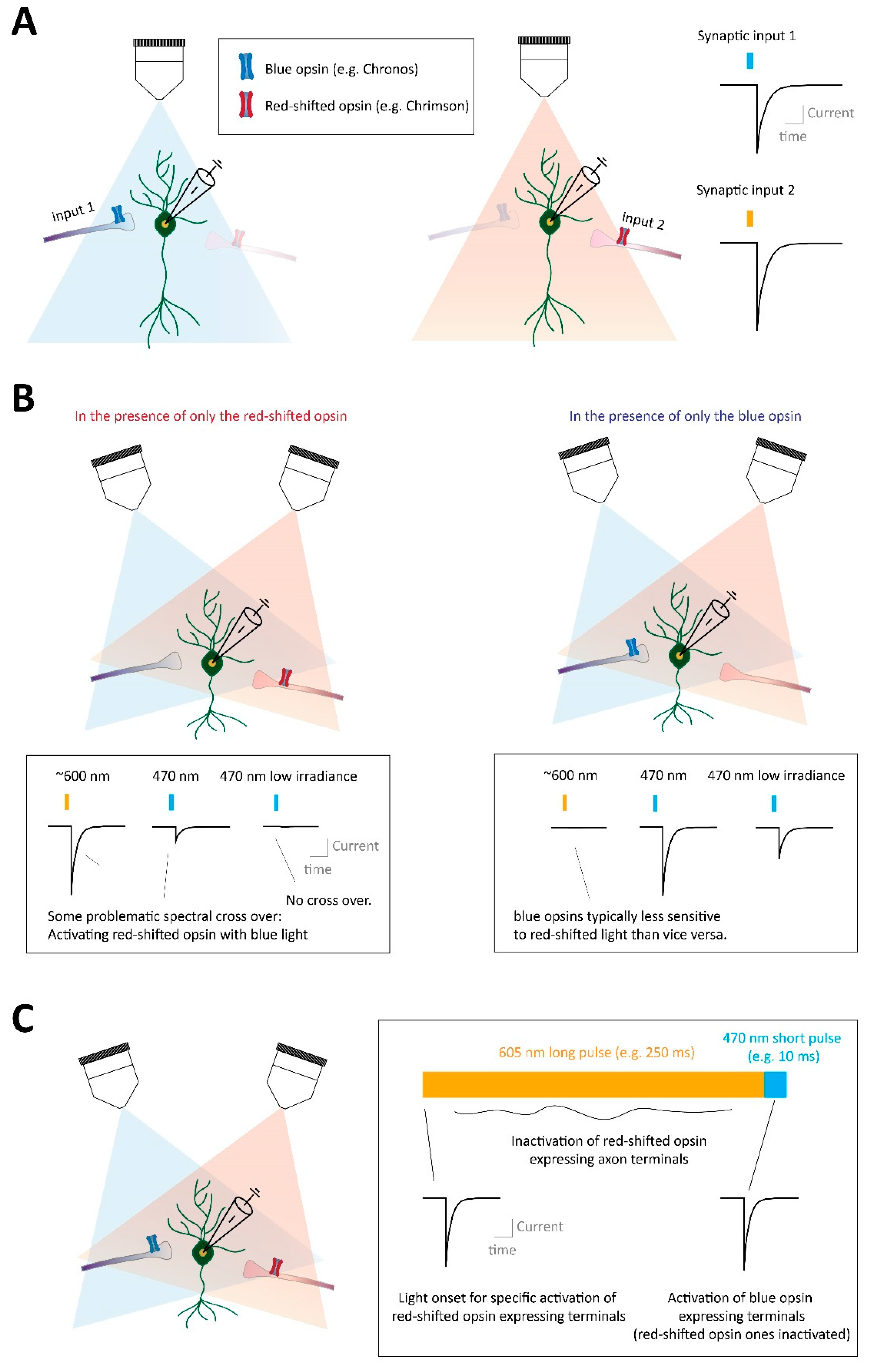 Ijms 23 11612 g003 Ijms 23 11612 g003