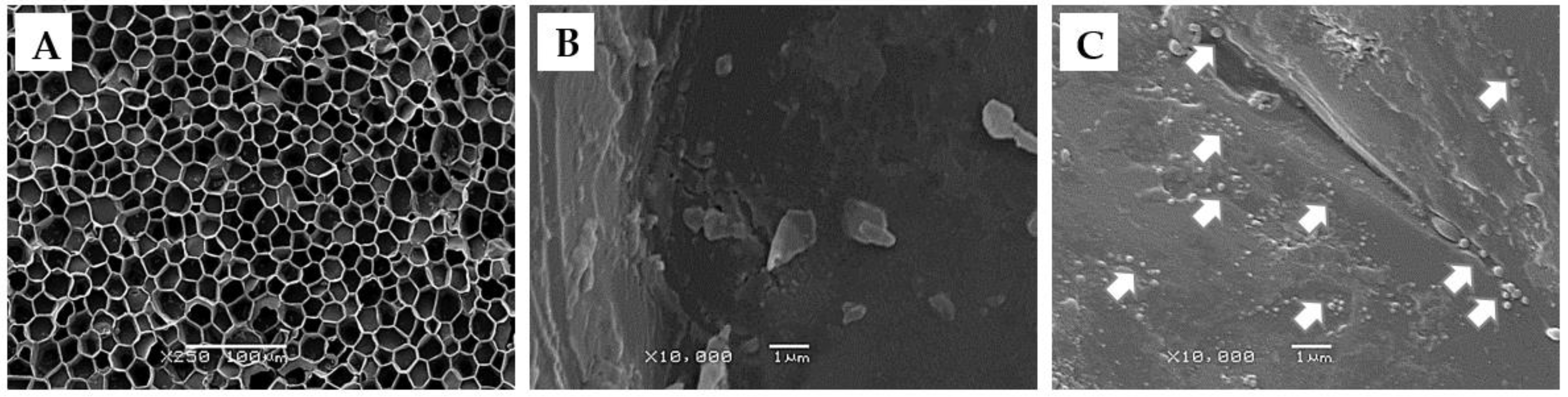 Ijms 23 11679 g003 Ijms 23 11679 g003