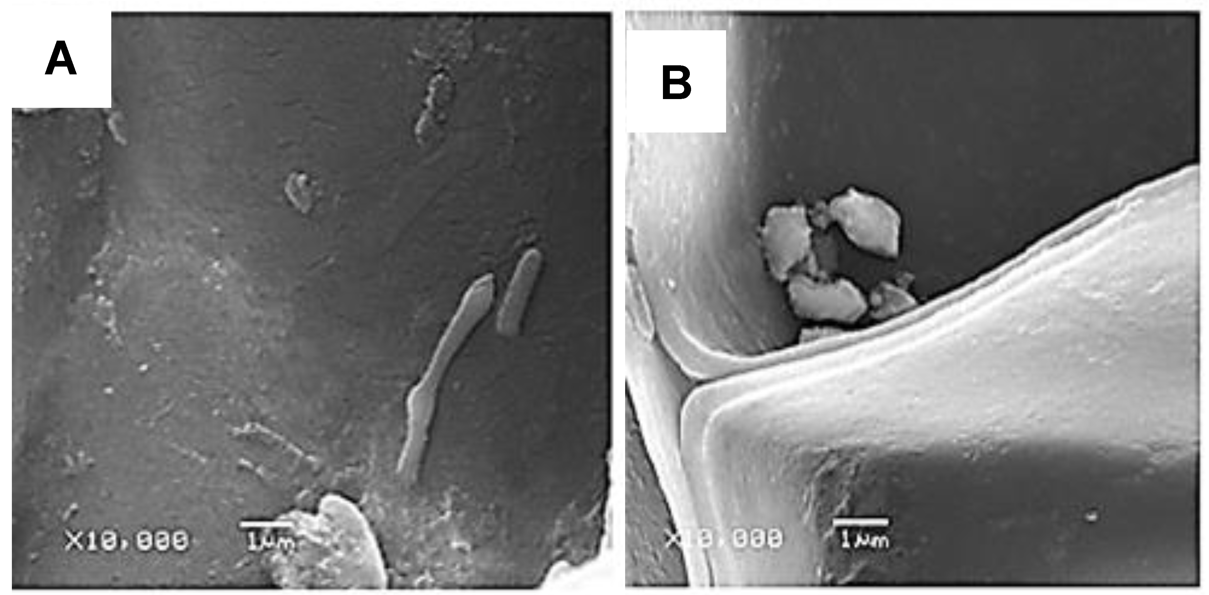 Ijms 23 11679 g006 Ijms 23 11679 g006