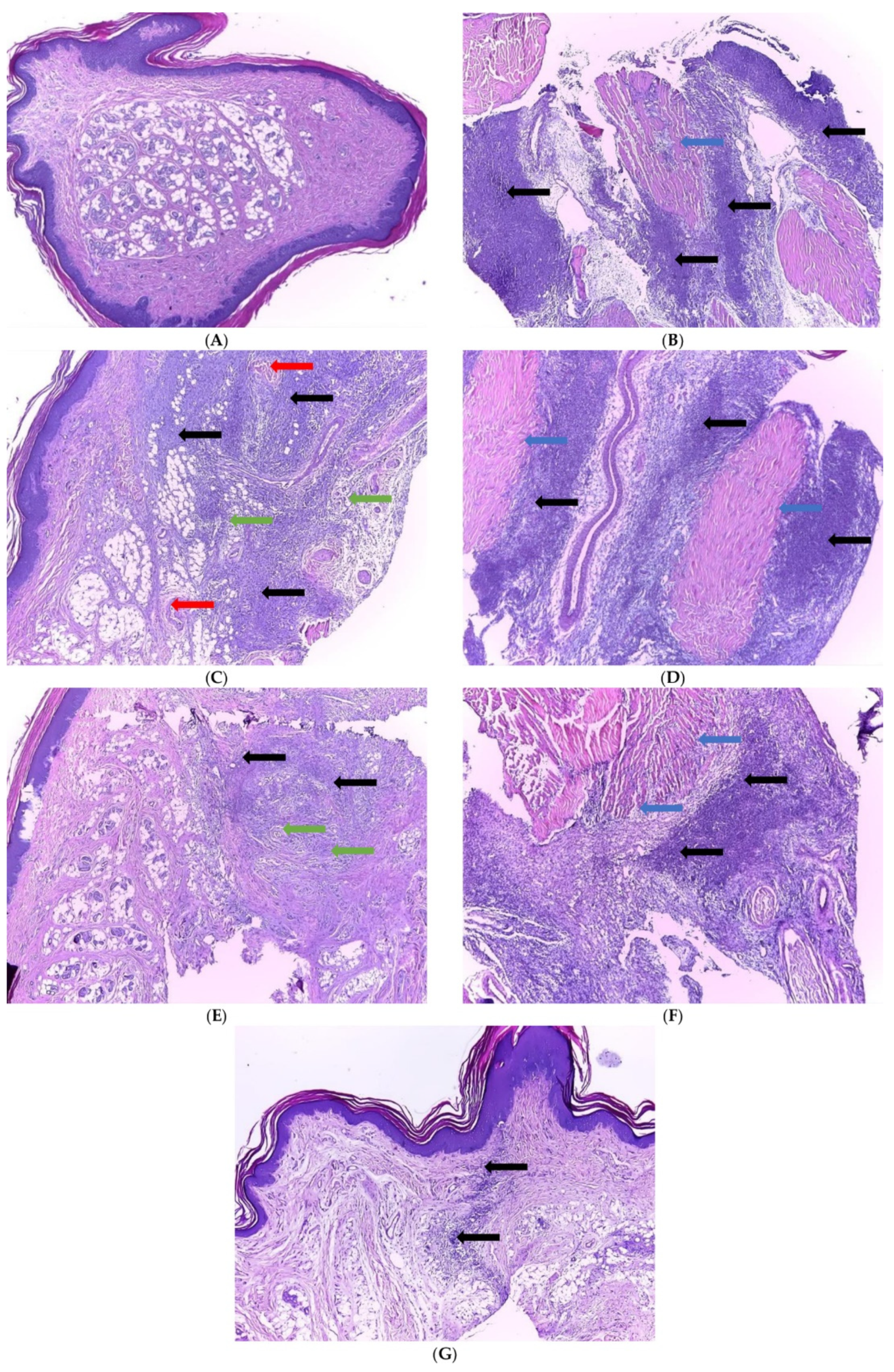 Ijms 23 11737 g009 Ijms 23 11737 g009