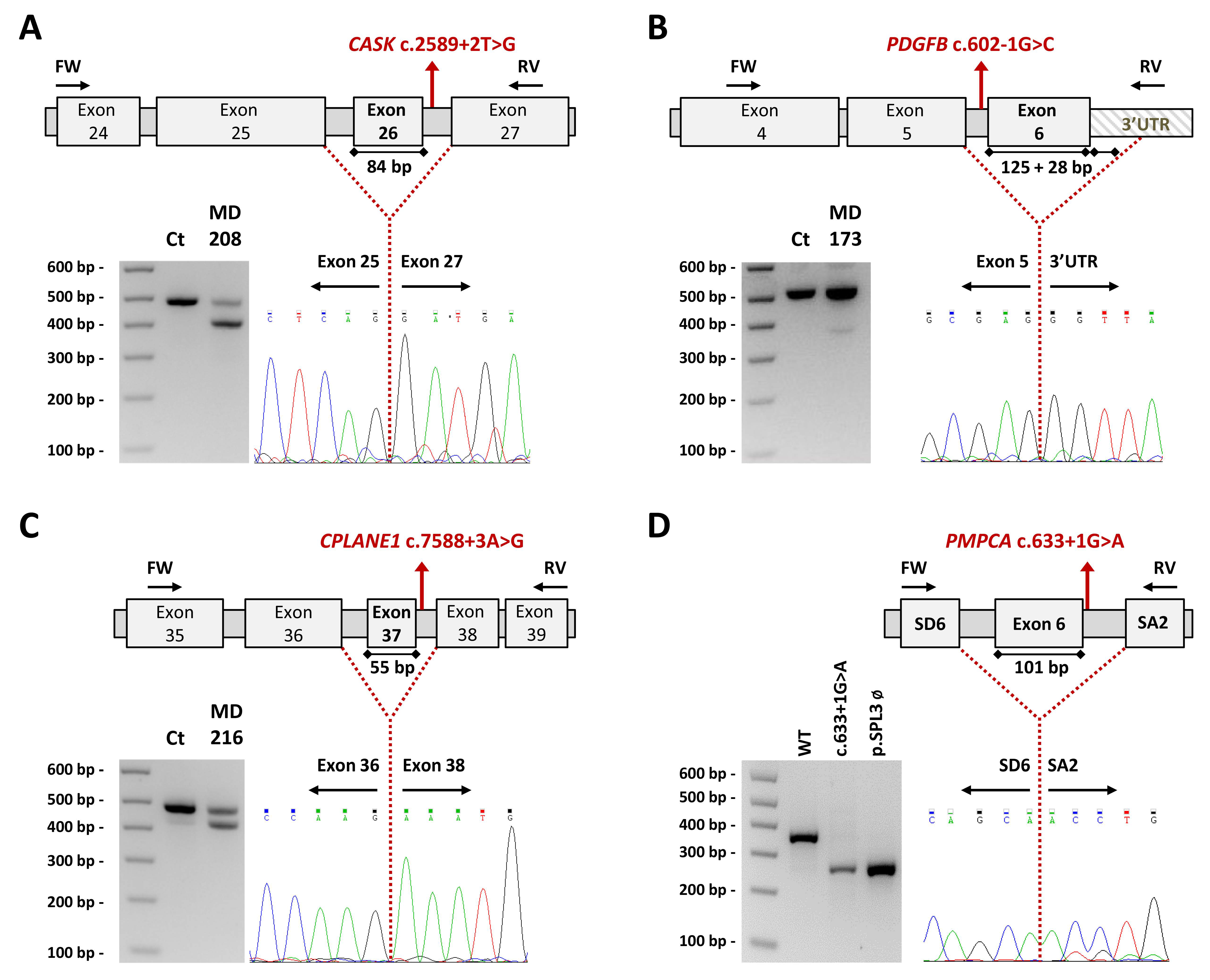 Ijms 23 11847 g004 Ijms 23 11847 g004