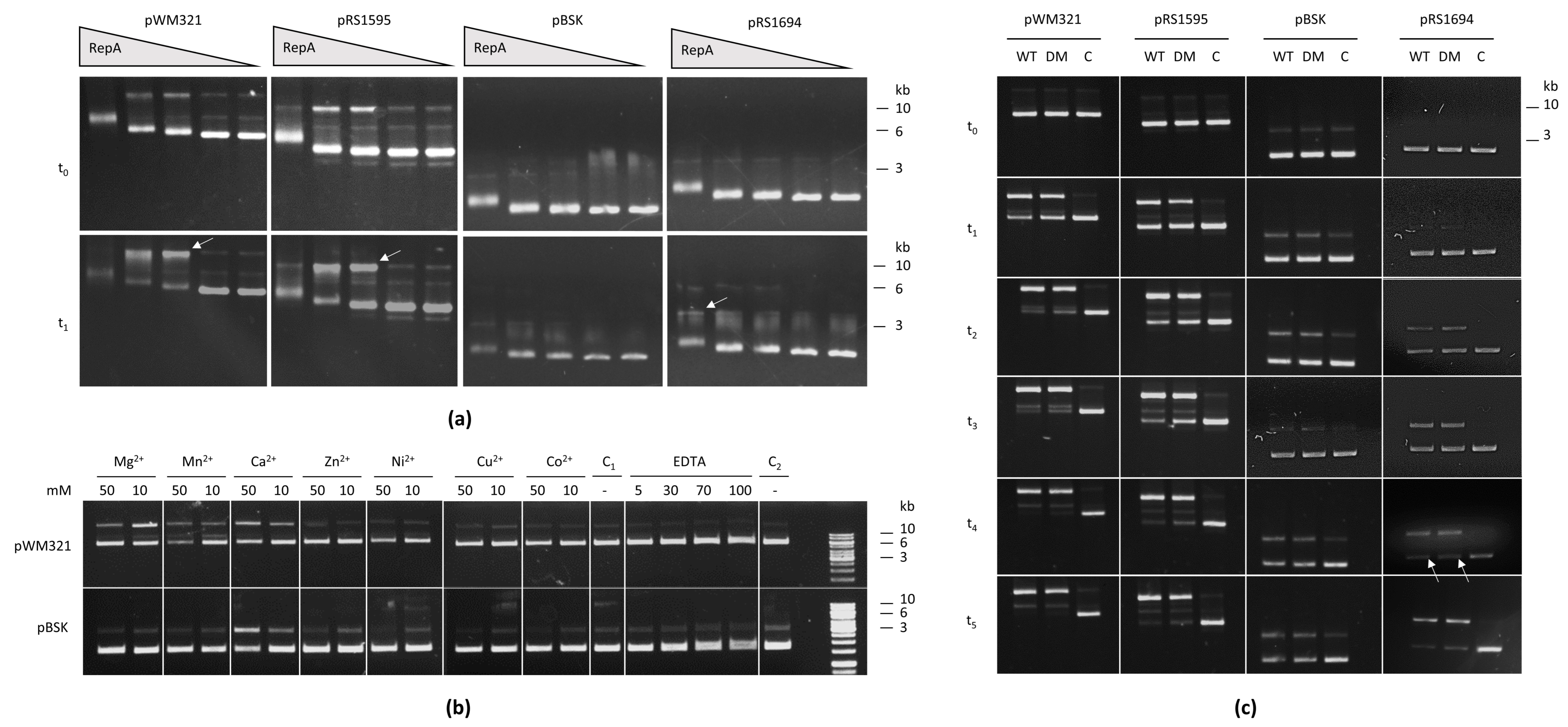Ijms 23 11910 g005 Ijms 23 11910 g005