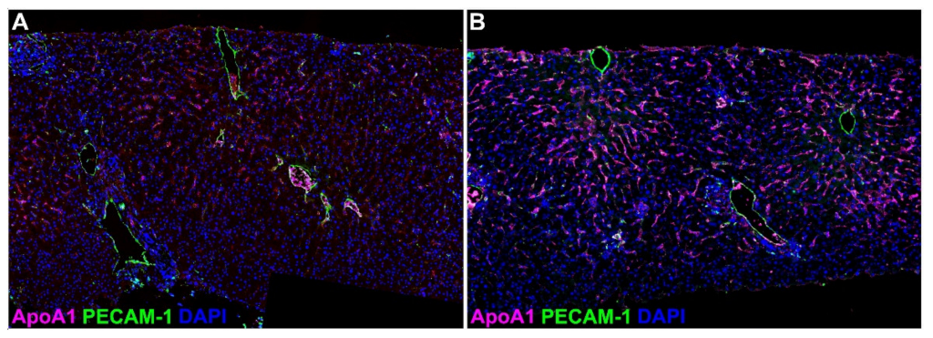Ijms 23 11929 g004 Ijms 23 11929 g004