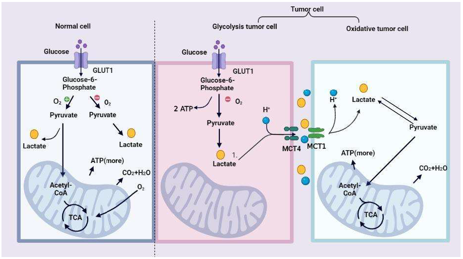 Ijms 23 11943 g001 Ijms 23 11943 g001
