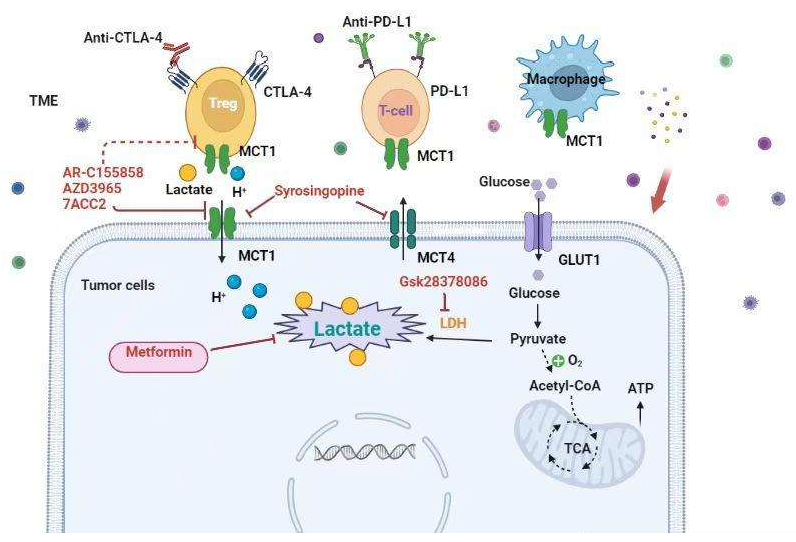 Ijms 23 11943 g004 Ijms 23 11943 g004